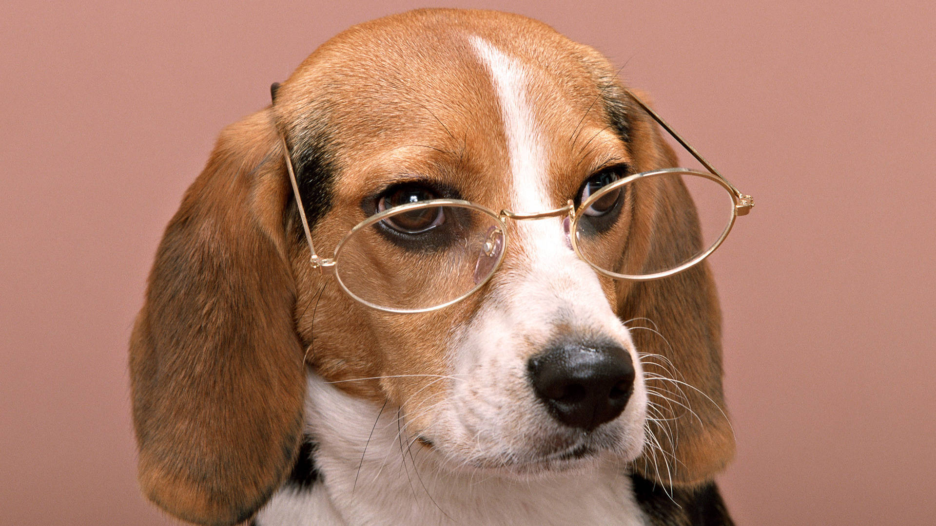 beagle dog, round gold-rimmed glasses, muted pink background, Full HD Desktop Wallpaper