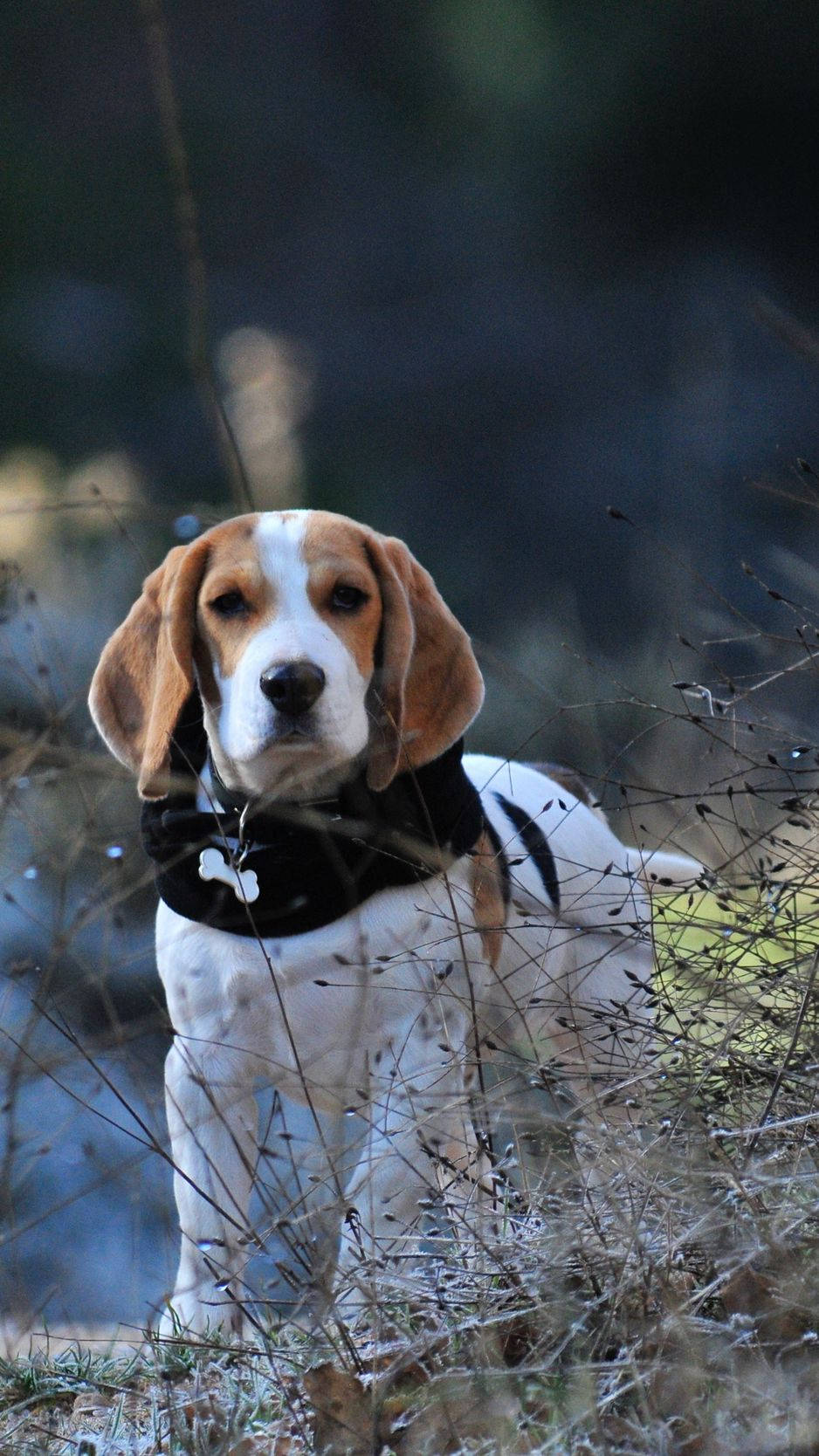beagle dog, bone collar, floppy ears, HD Phone Wallpaper