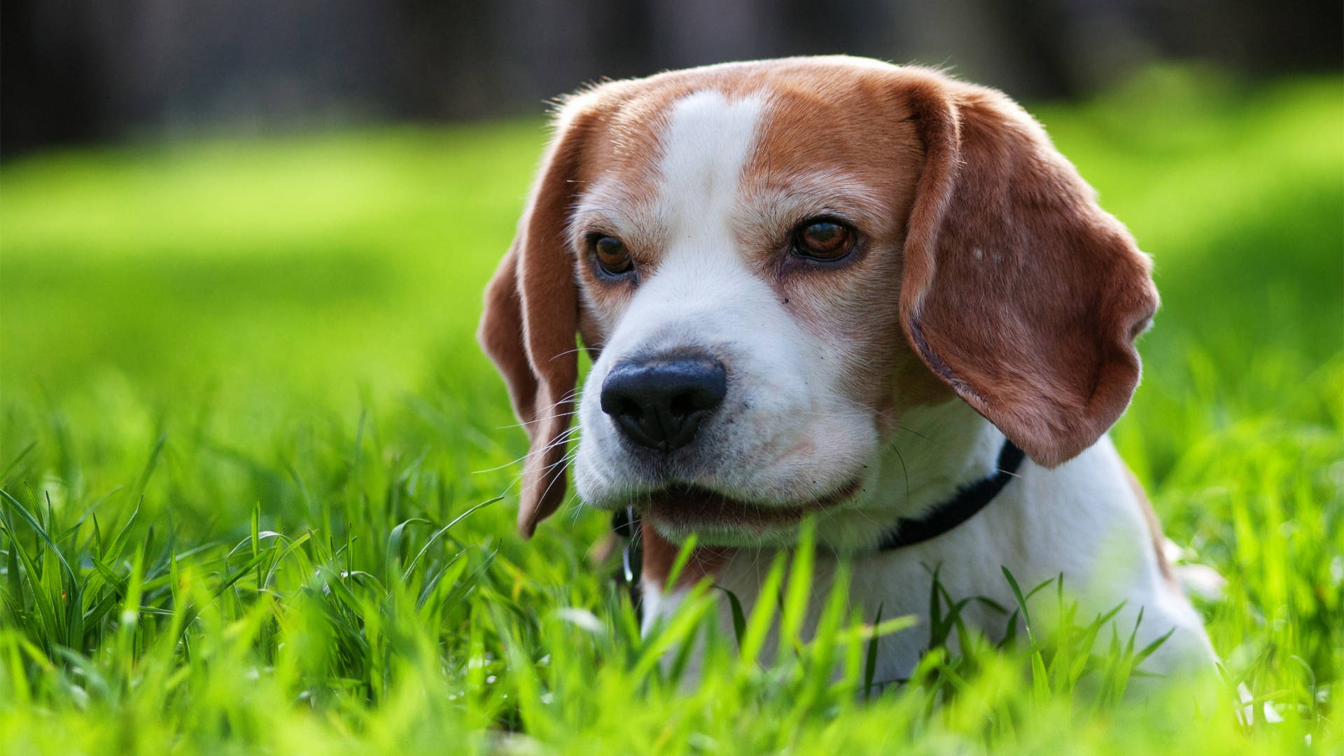 beagle dog, brown and white fur, vibrant green grass, Full HD Desktop Wallpaper