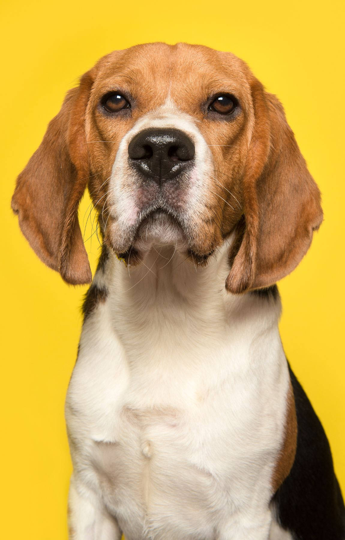 beagle dog, floppy ears, soulful eyes, HD Phone Wallpaper