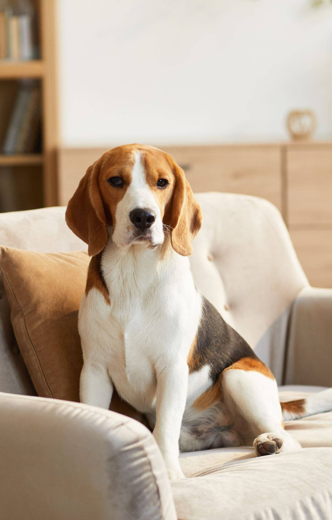 beagle dog, tricolor, beige sofa, HD Phone Wallpaper