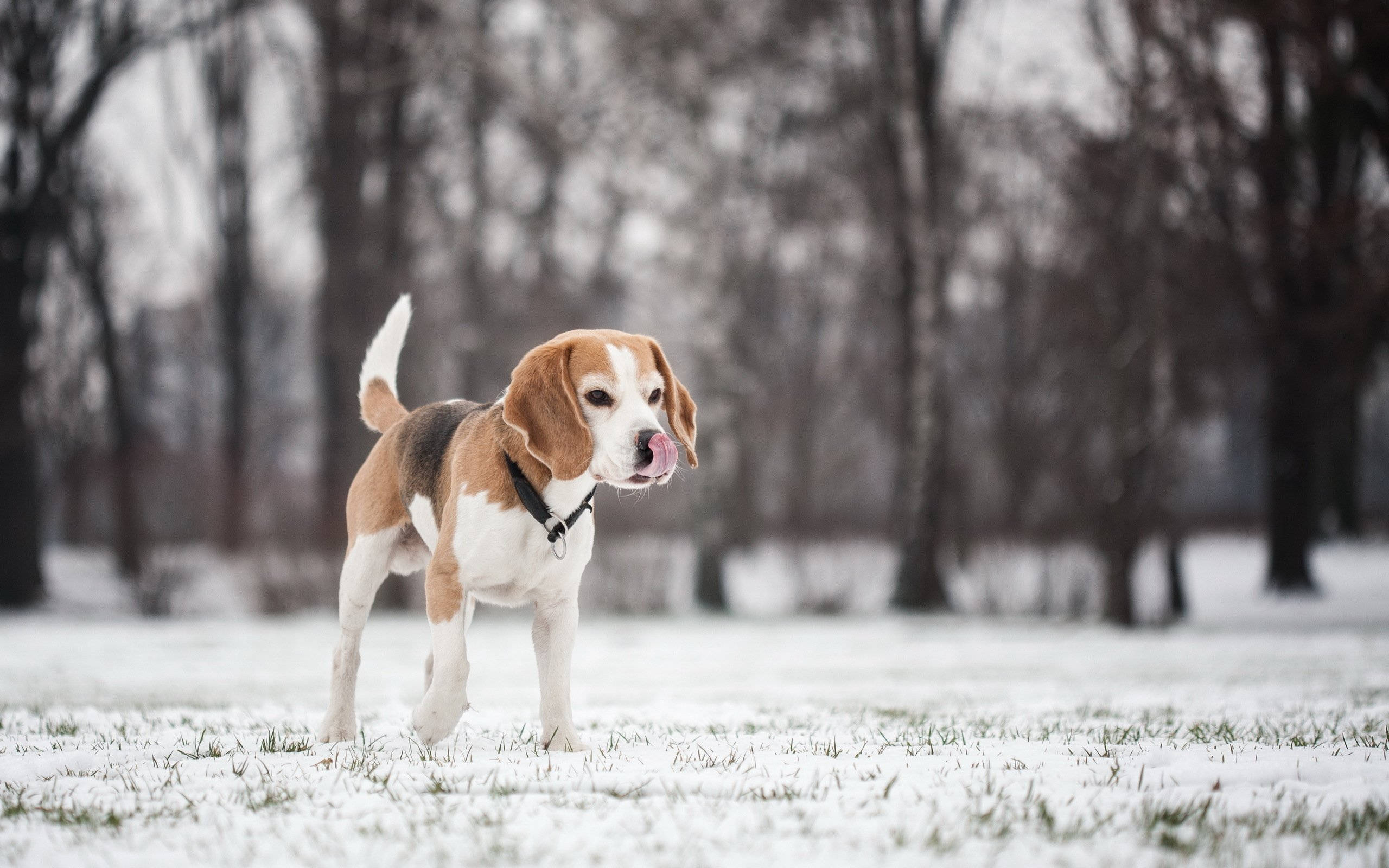 beagle dog, snowy park, brown white and black fur, 2K Desktop Wallpaper