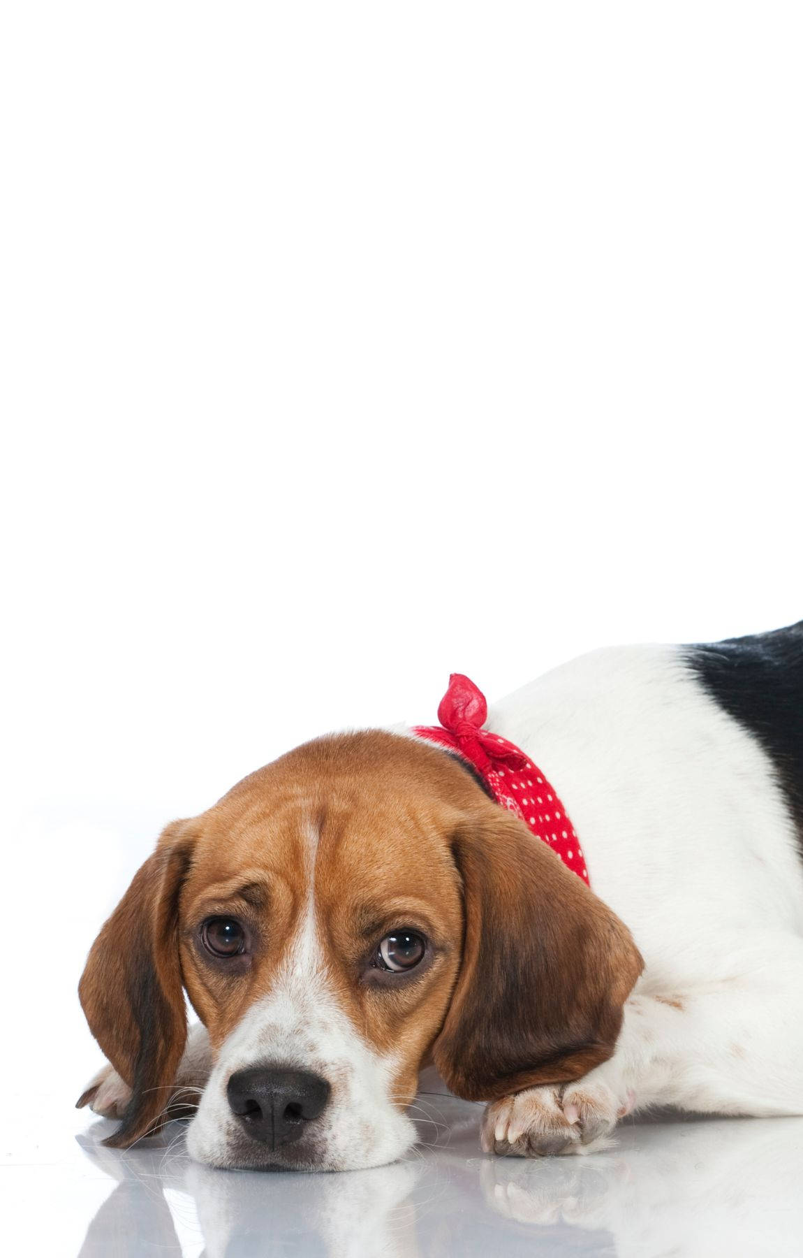 beagle, brown white and black fur, red polka dot bandana, HD Phone Wallpaper