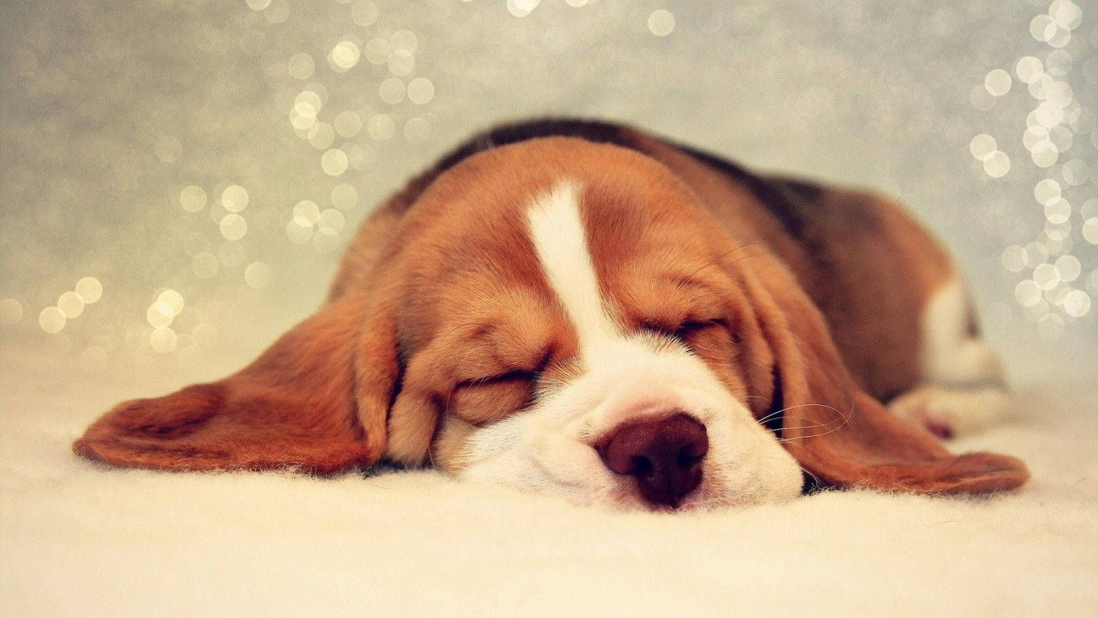 beagle dog, sleepy beagle puppy, soft white surface, HD Desktop Wallpaper