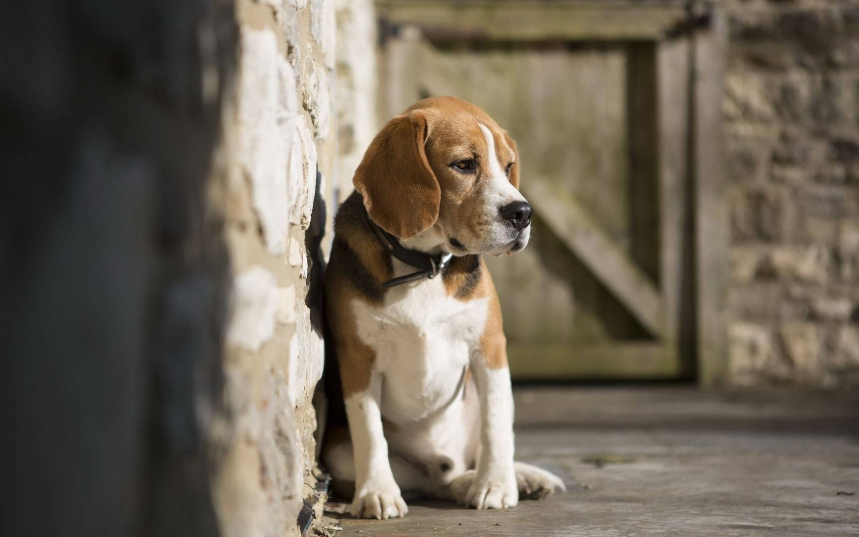 beagle, brown and white fur, weathered stone wall, HD Desktop Wallpaper