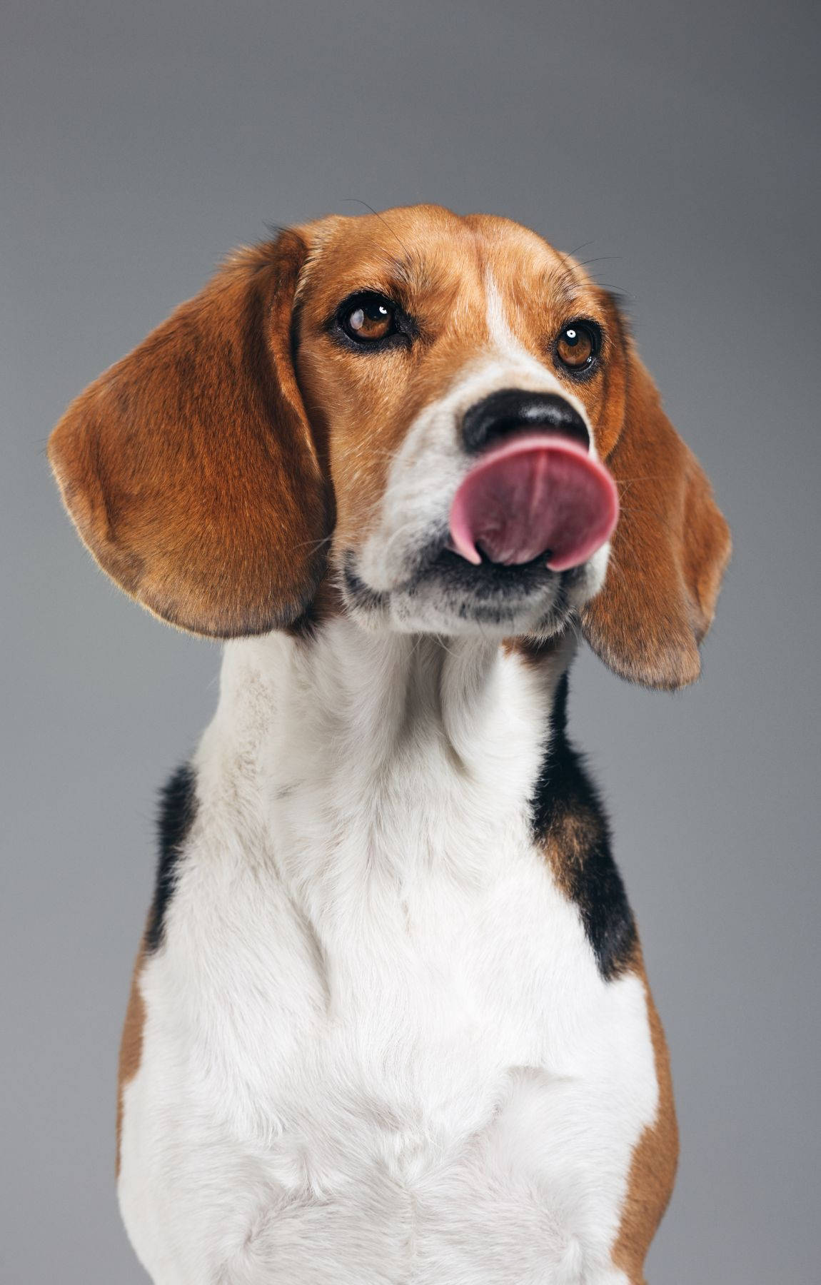 beagle, floppy brown ears, white chest, HD Phone Wallpaper