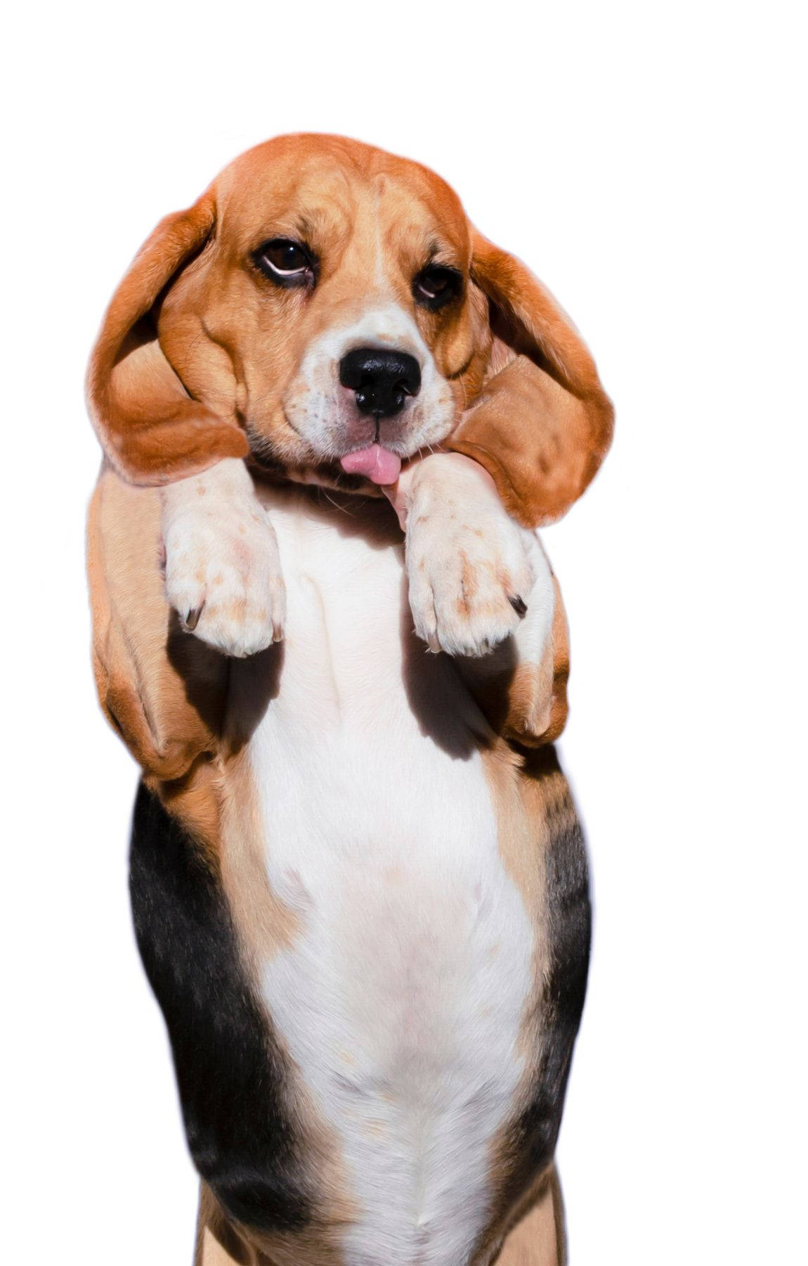 beagle puppy, standing, hind legs, HD Phone Wallpaper