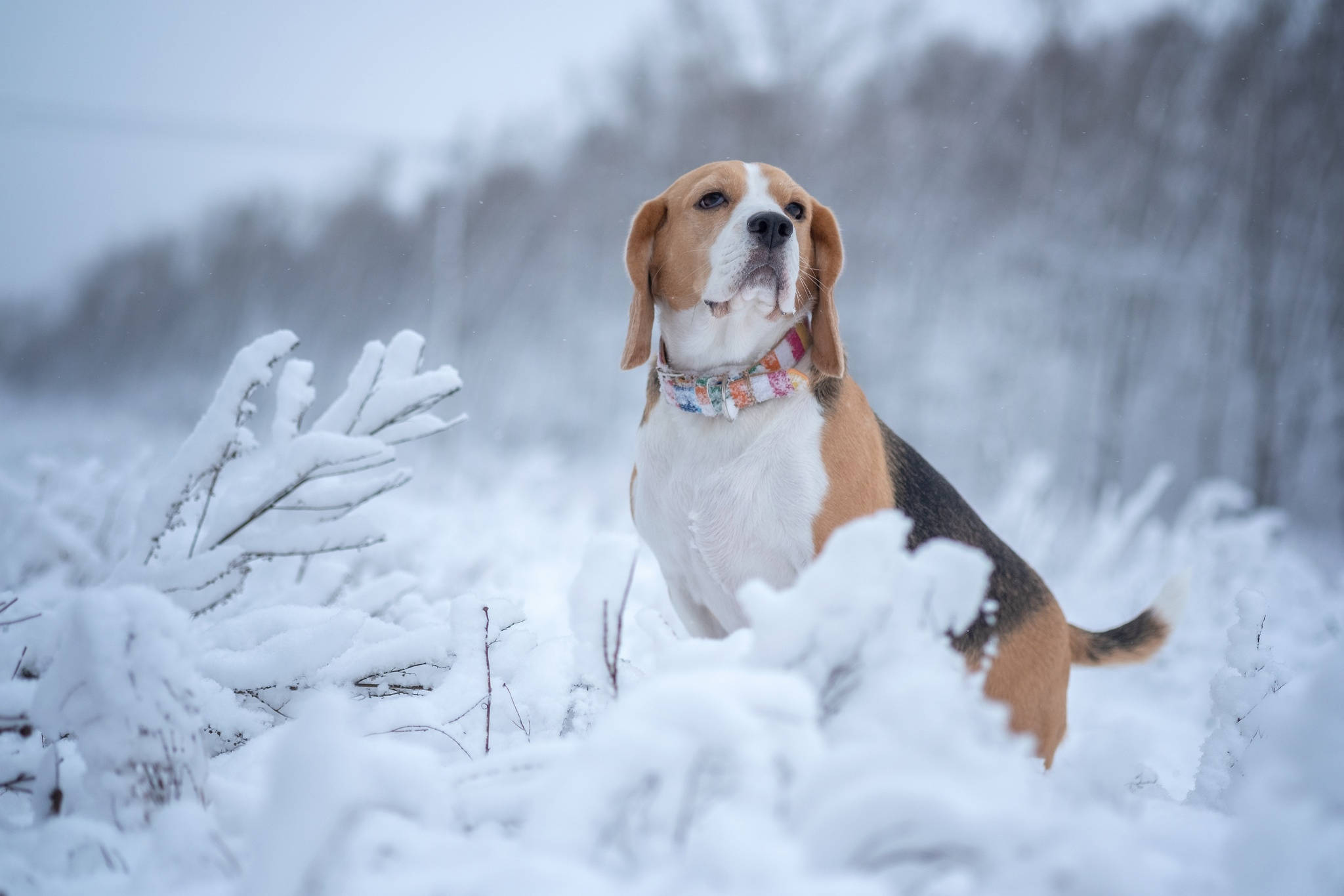 beagle dog, snowy field, snow-covered branches, Full HD Desktop Wallpaper