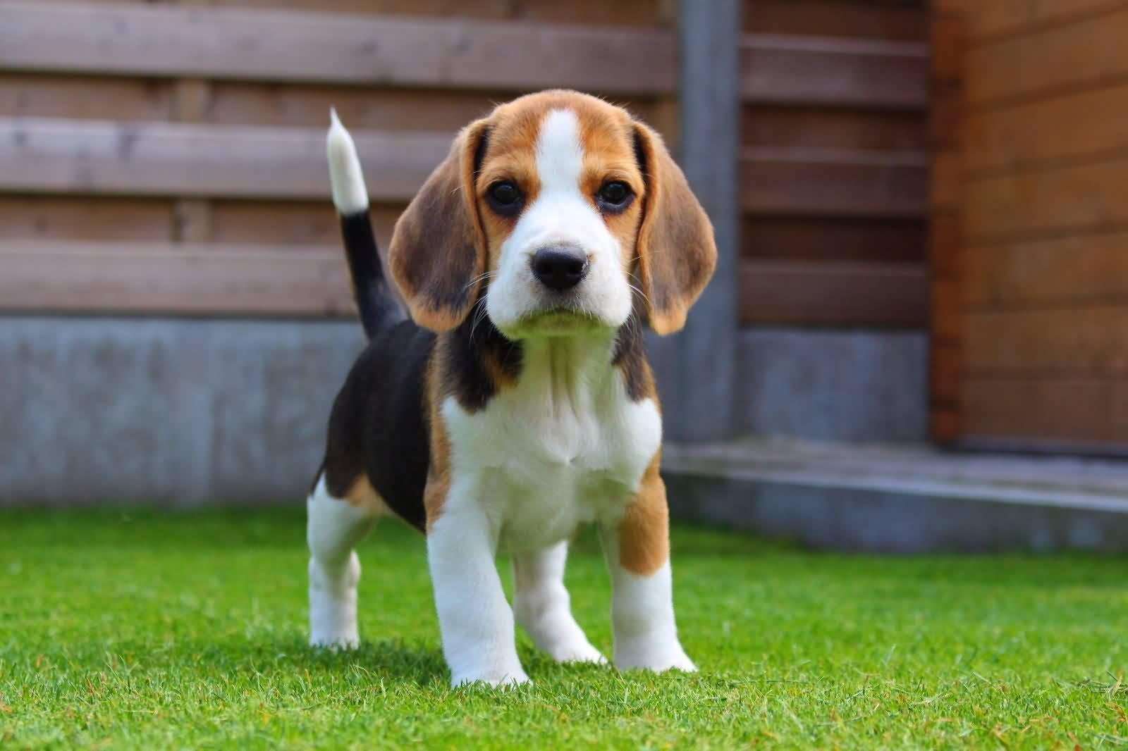 beagle dog, vibrant green grass, wooden fence, HD Desktop Wallpaper