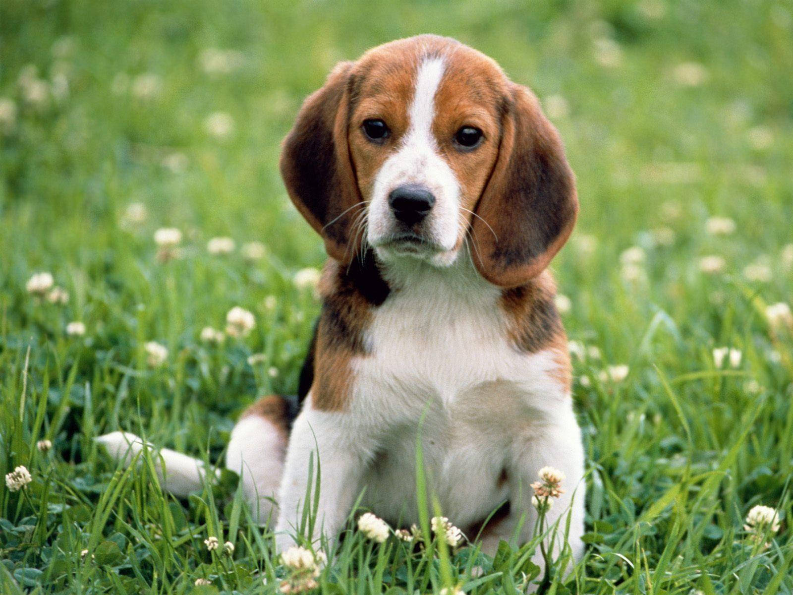 beagle dog, green grass, white clover flowers, HD Desktop Wallpaper