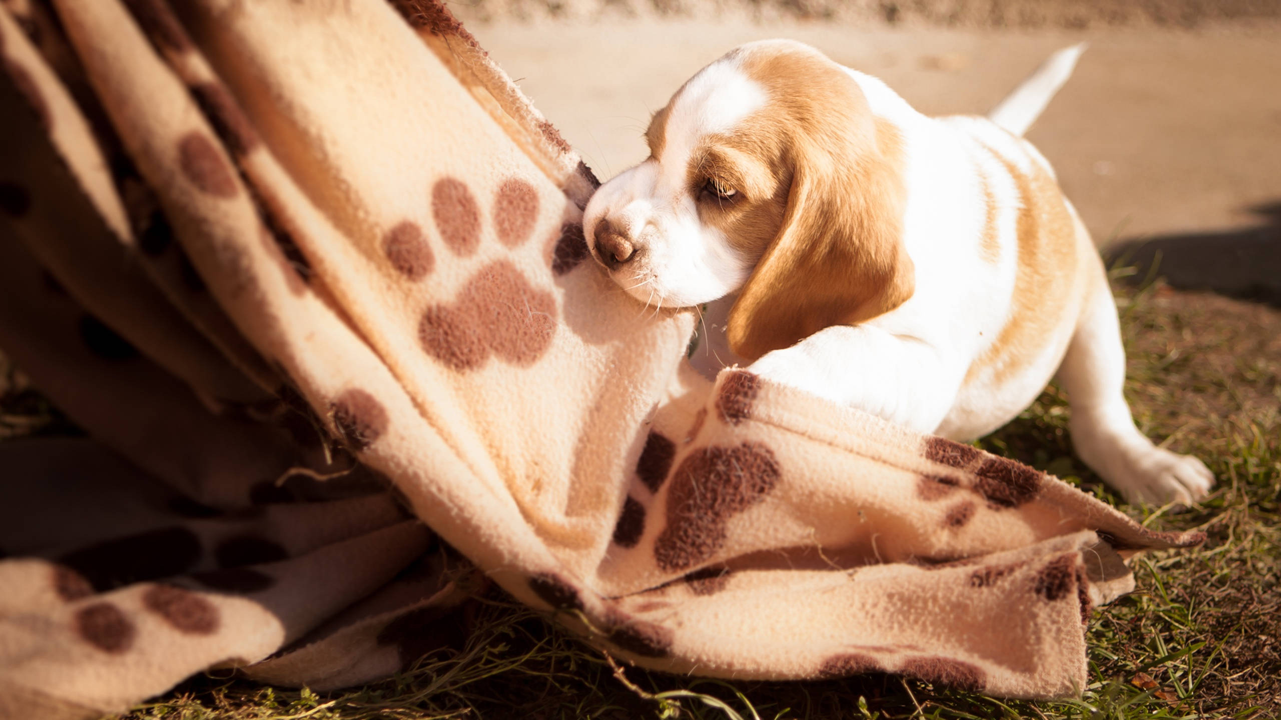 beagle puppy, fluffy blanket, brown paw prints, 2K Desktop Wallpaper