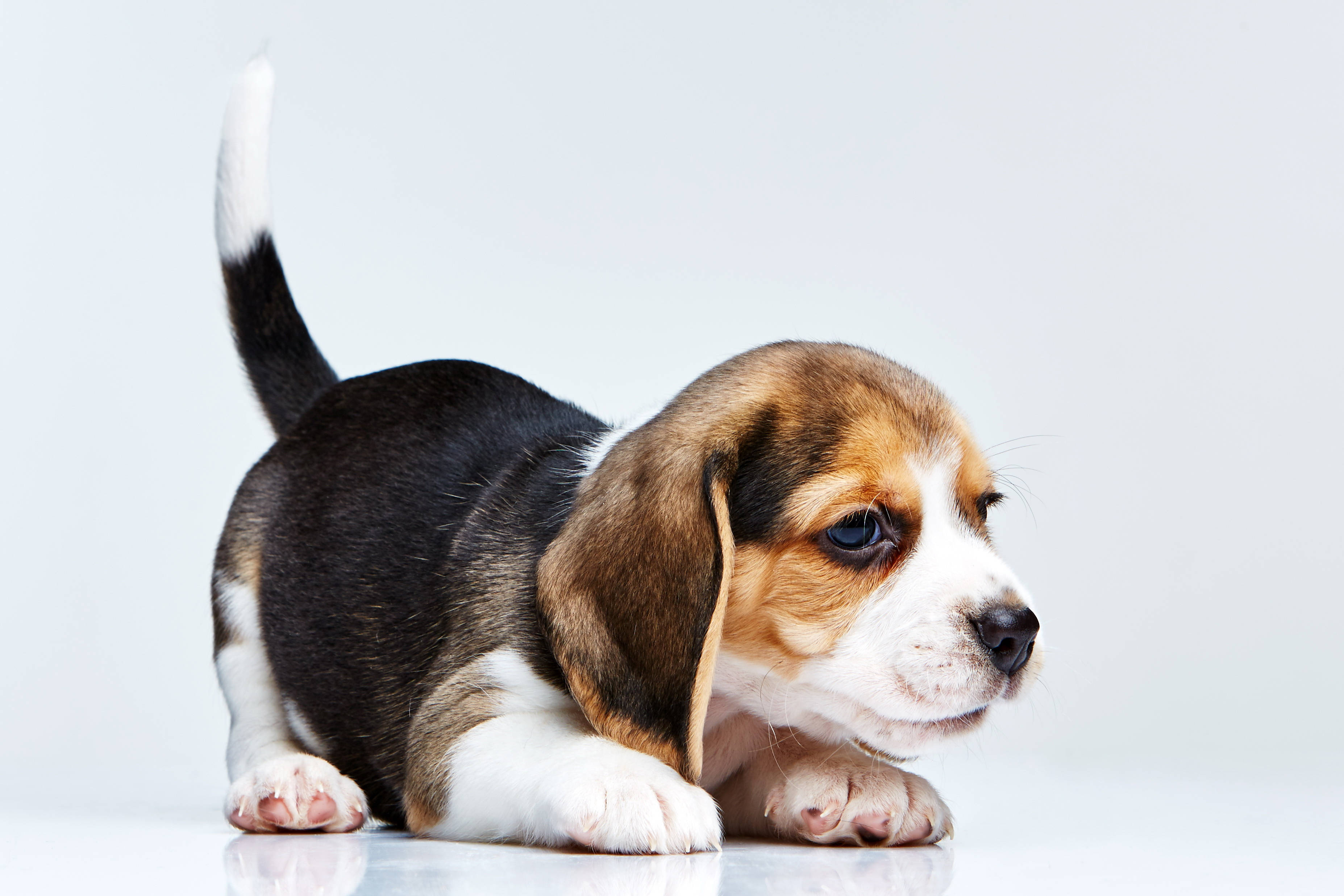 crouching beagle puppy, tri-color fur, reflective white surface, 2K Desktop Wallpaper