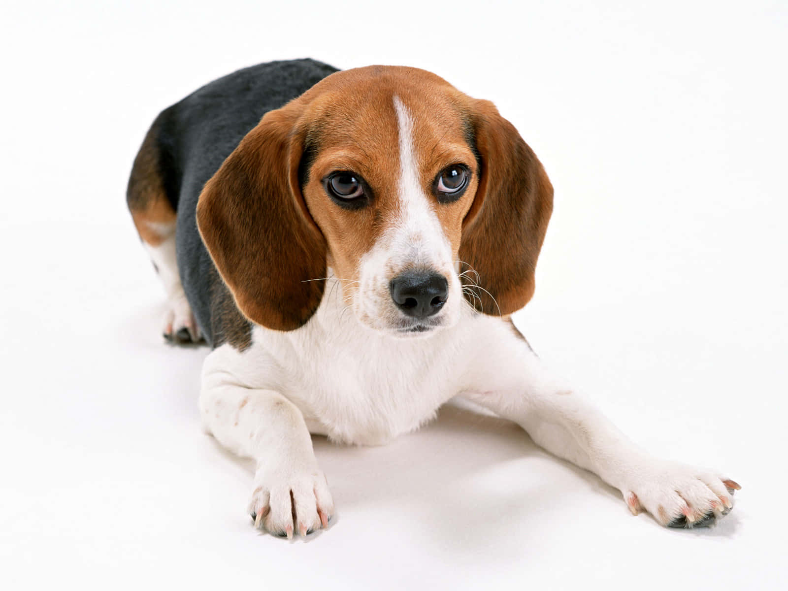 tricolor beagle, plain white background, soft brown eyes, HD Desktop Wallpaper