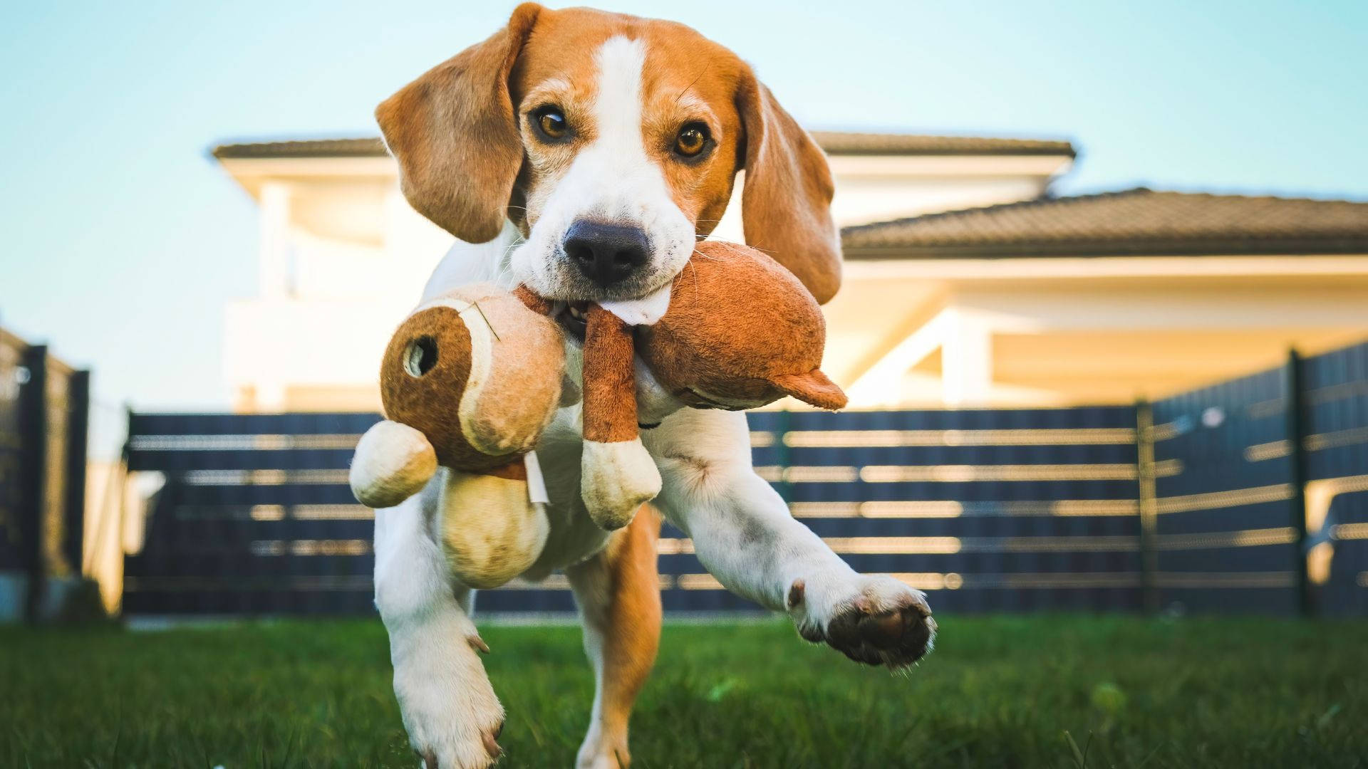 beagle dog, plush toy, sunlit backyard, Full HD Desktop Wallpaper