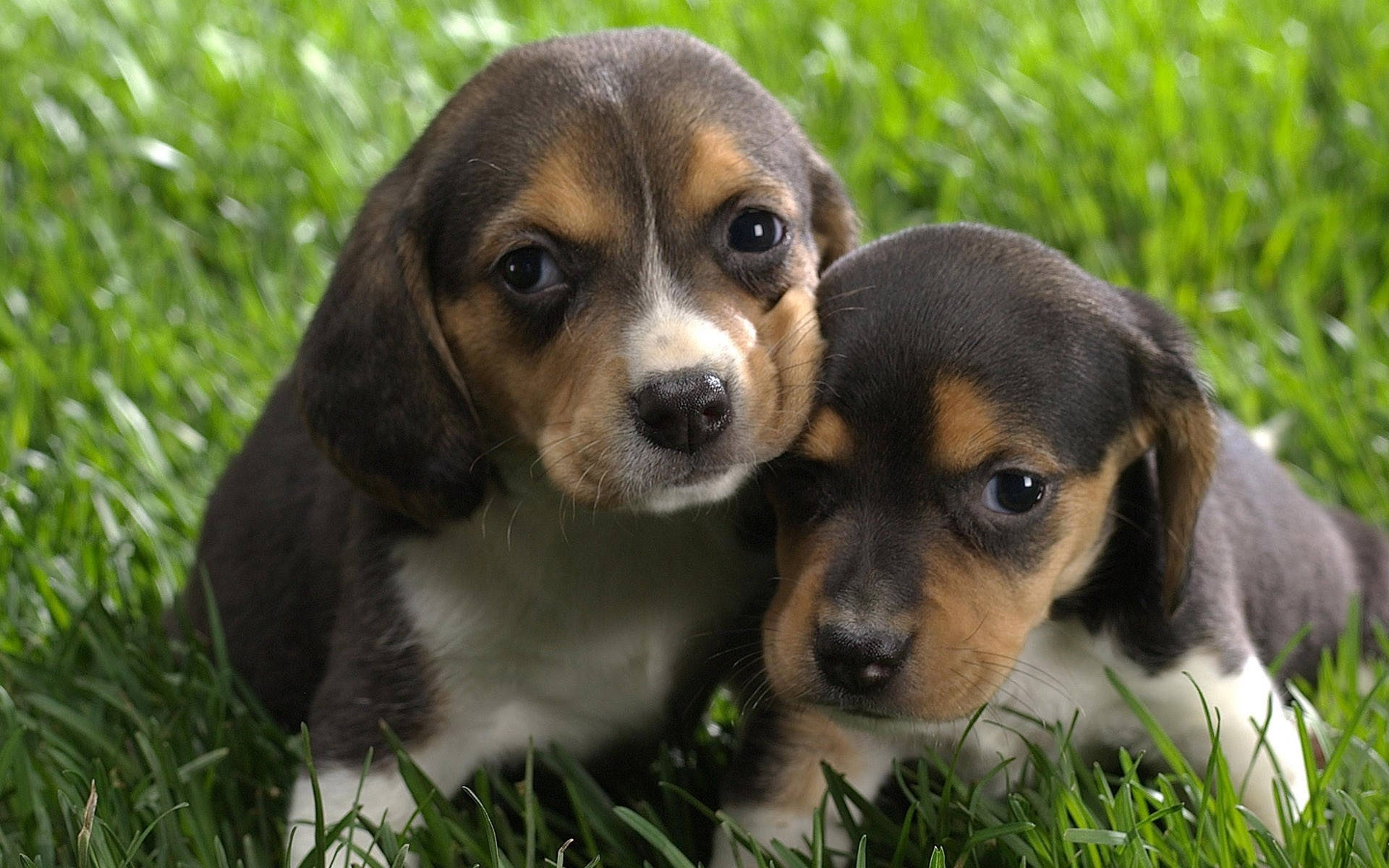 beagle, brown tan and white fur, vibrant green grass, Full HD Desktop Wallpaper