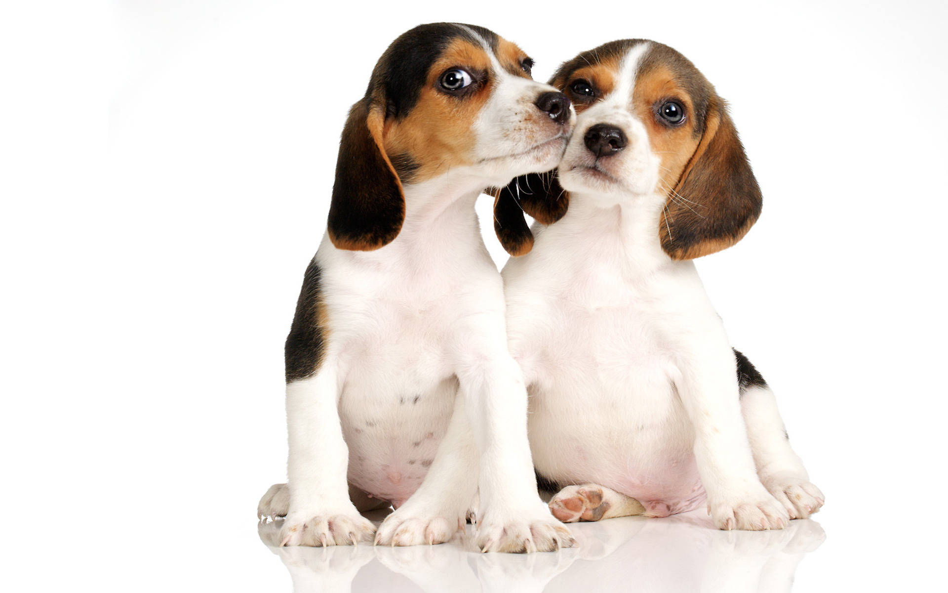 beagle puppies, brown and white fur, reflective white surface, Full HD Desktop Wallpaper