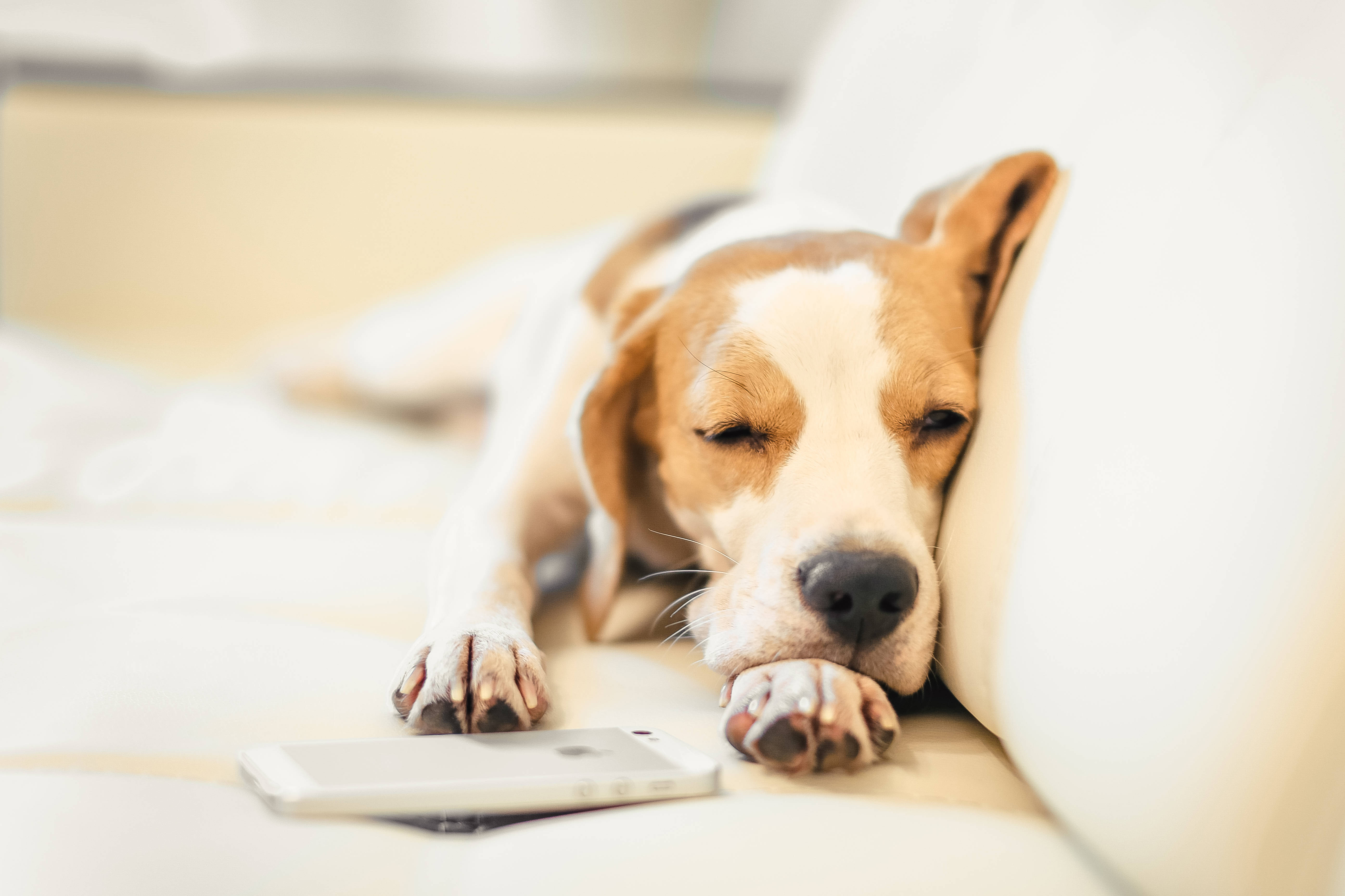 sleepy beagle, couch, white couch, 5K Desktop Wallpaper