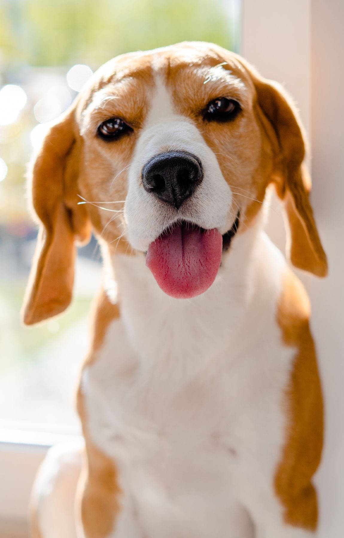 beagle dog, floppy ears, pink tongue, HD Phone Wallpaper
