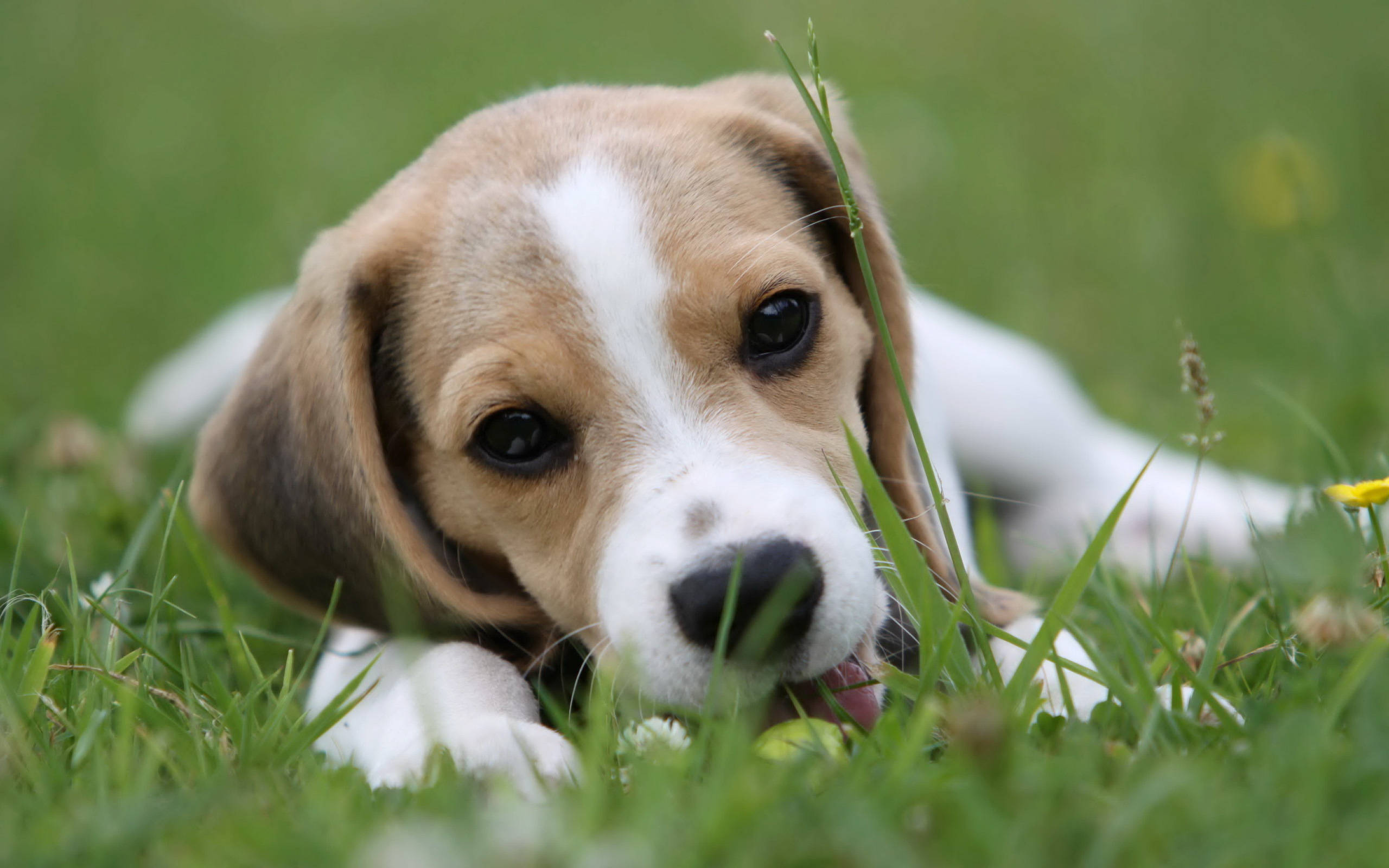 beagle dog, brown and white fur, vibrant green grass, 2K Desktop Wallpaper