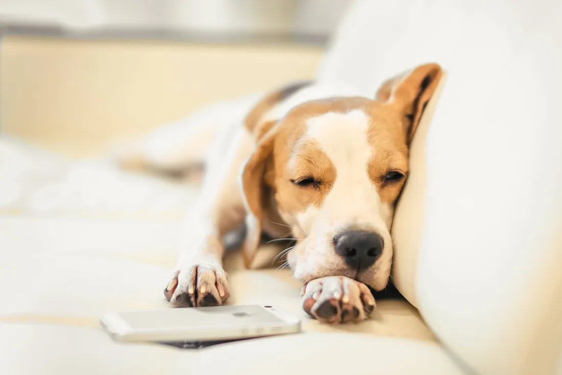 Beagle Wallpapers