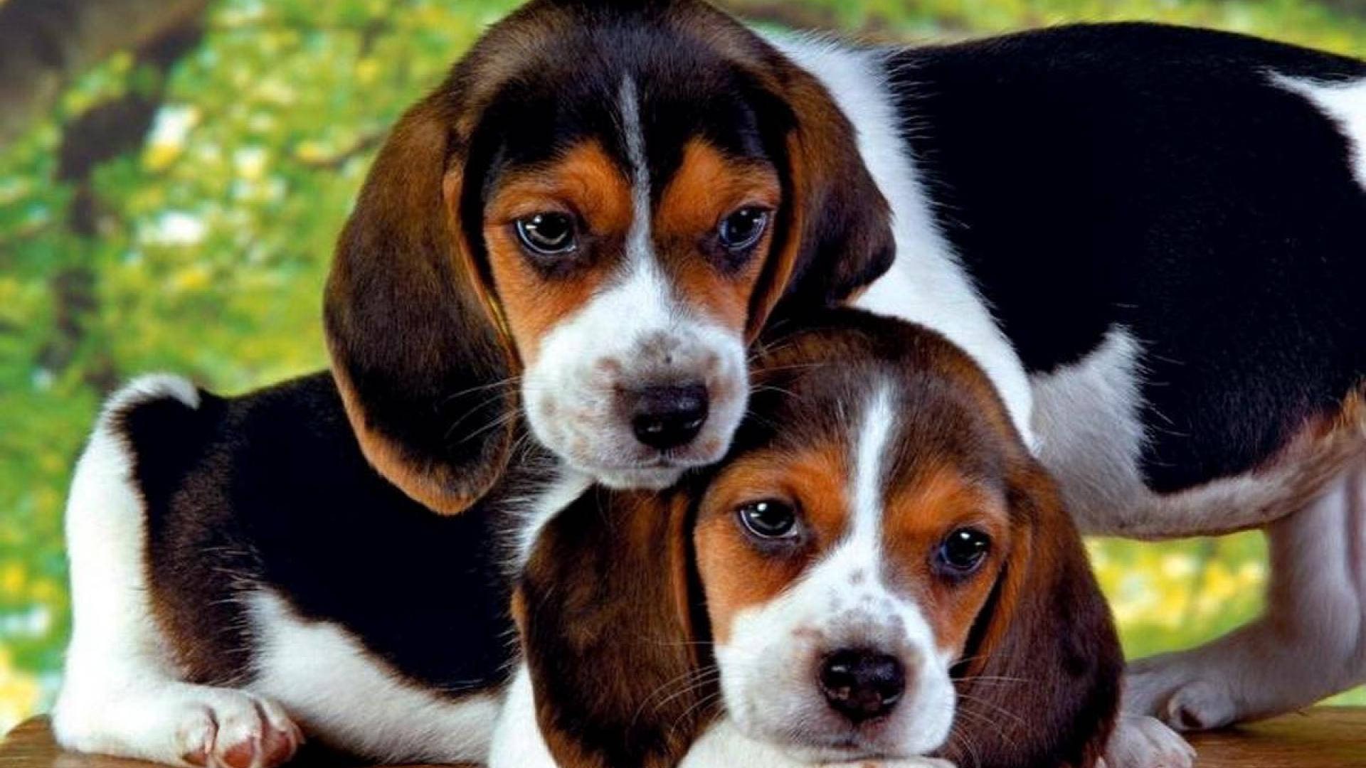 beagle puppies, brown black and white fur, soft green blurred background, Full HD Desktop Wallpaper