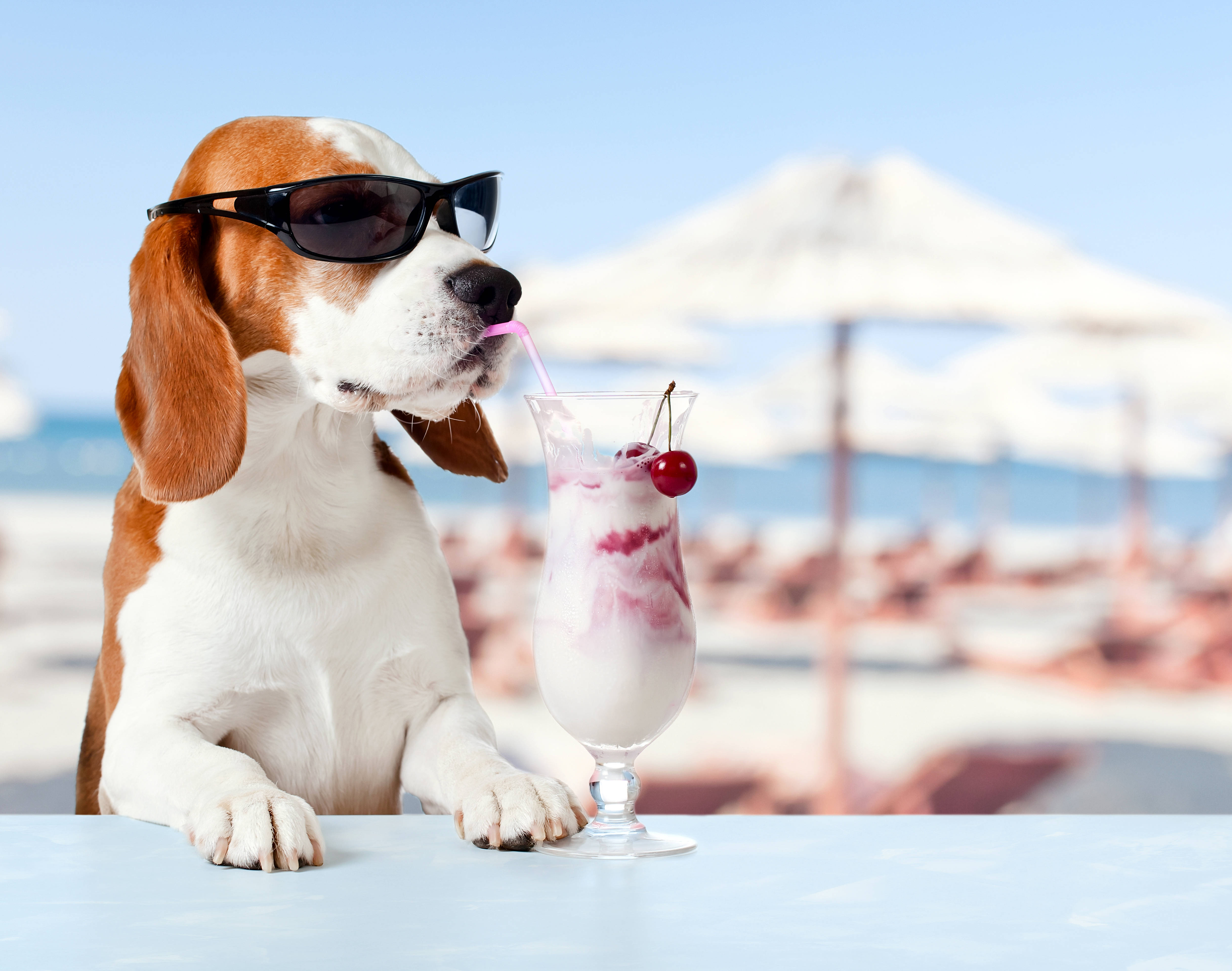Beagle, beachside table, cherry milkshake, 4K Desktop Wallpaper