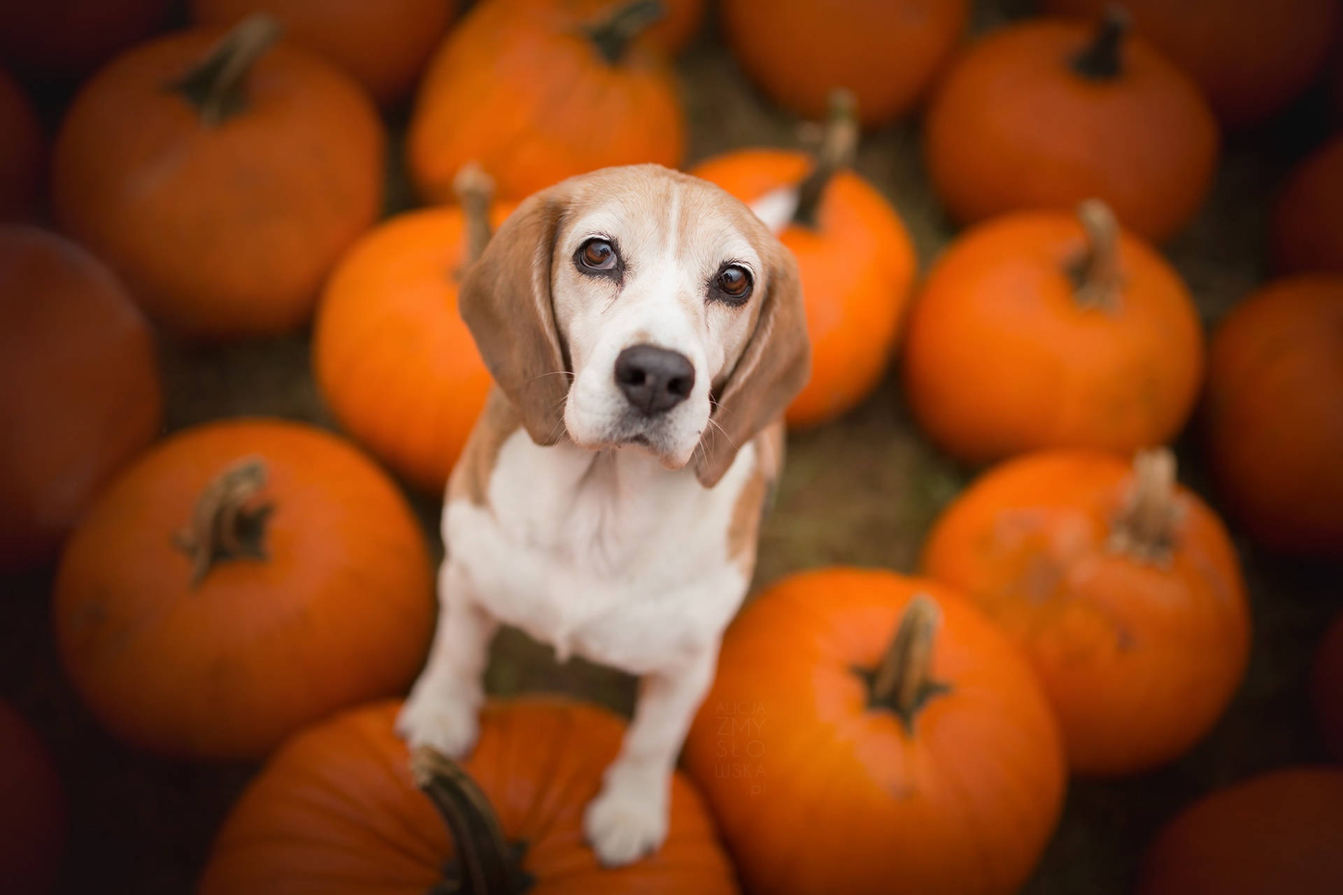beagle pup, vibrant orange pumpkins, soft blurred background, Full HD Desktop Wallpaper