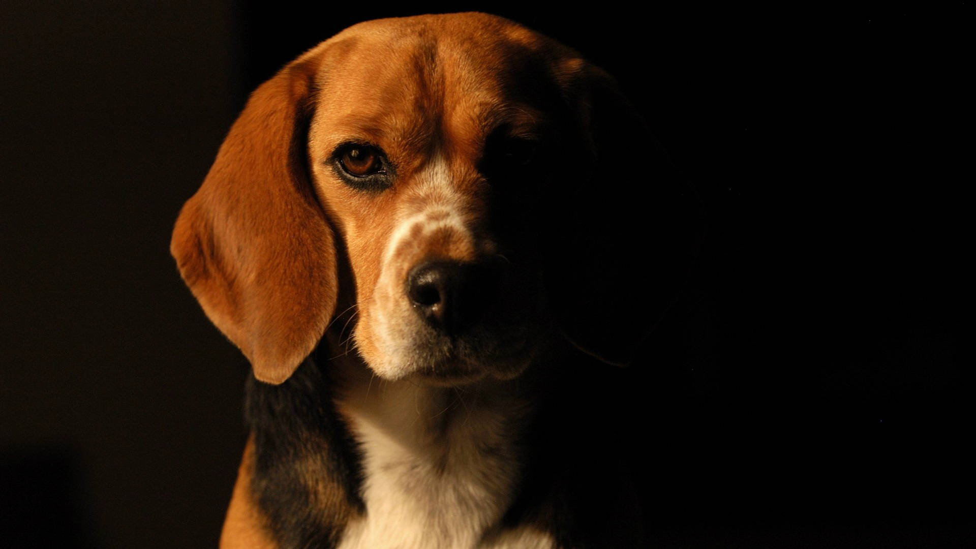 Beagle, half silhouette, warm brown eyes, Full HD Desktop Wallpaper
