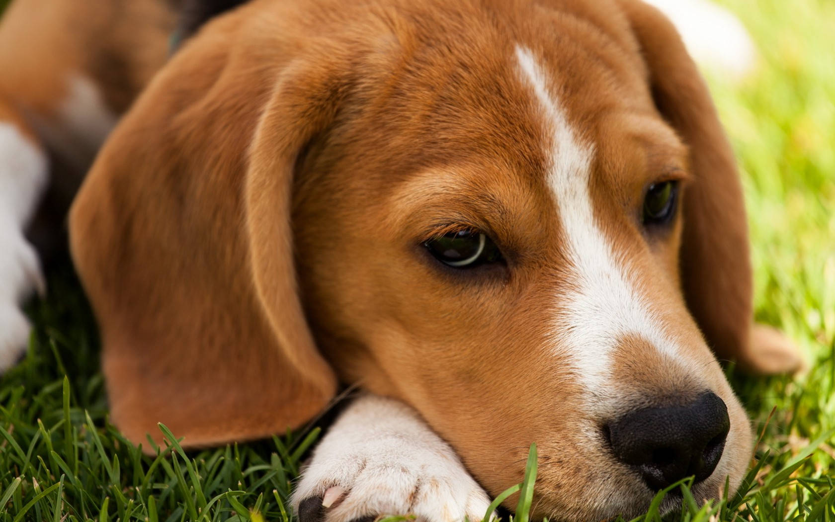 beagle, brown and white beagle puppy, vibrant green grass, HD Desktop Wallpaper