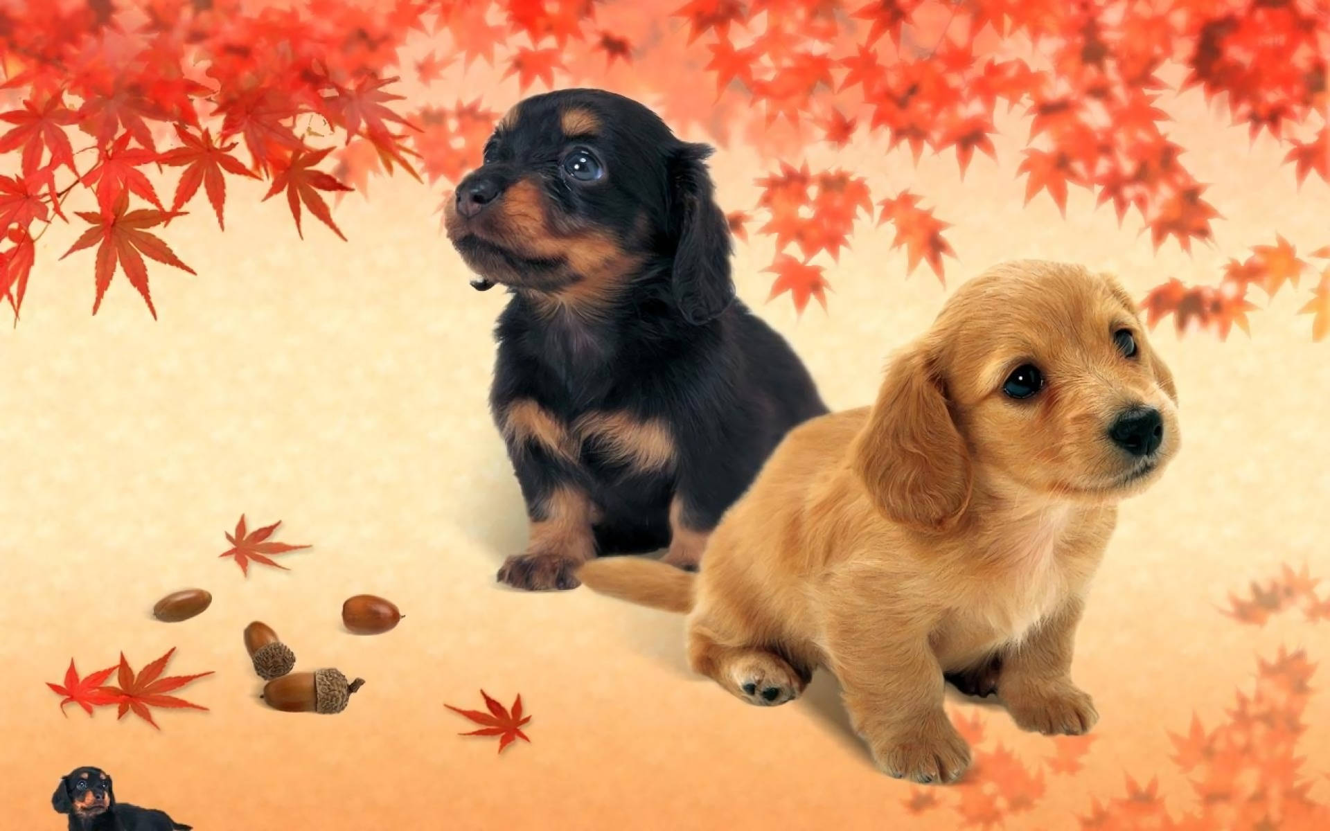 Beagle, black tan, golden, Full HD Desktop Wallpaper