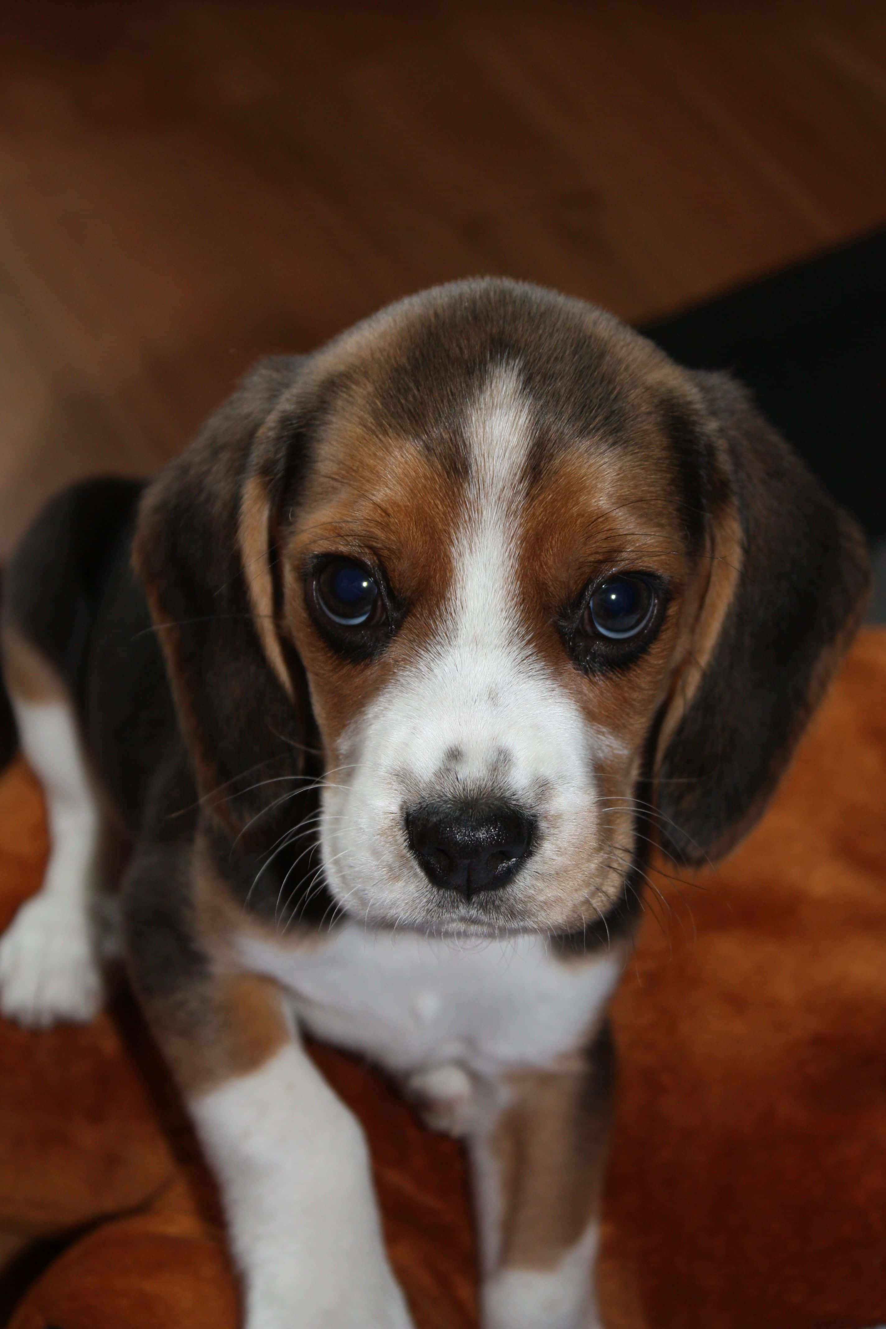 beagle pup, tricolor fur, big blue eyes, 4K Phone Wallpaper