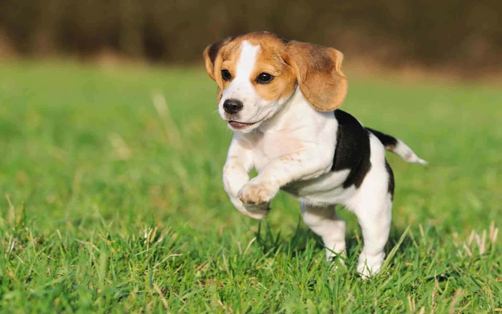 beagle, puppy, green grass, Full HD Desktop Wallpaper