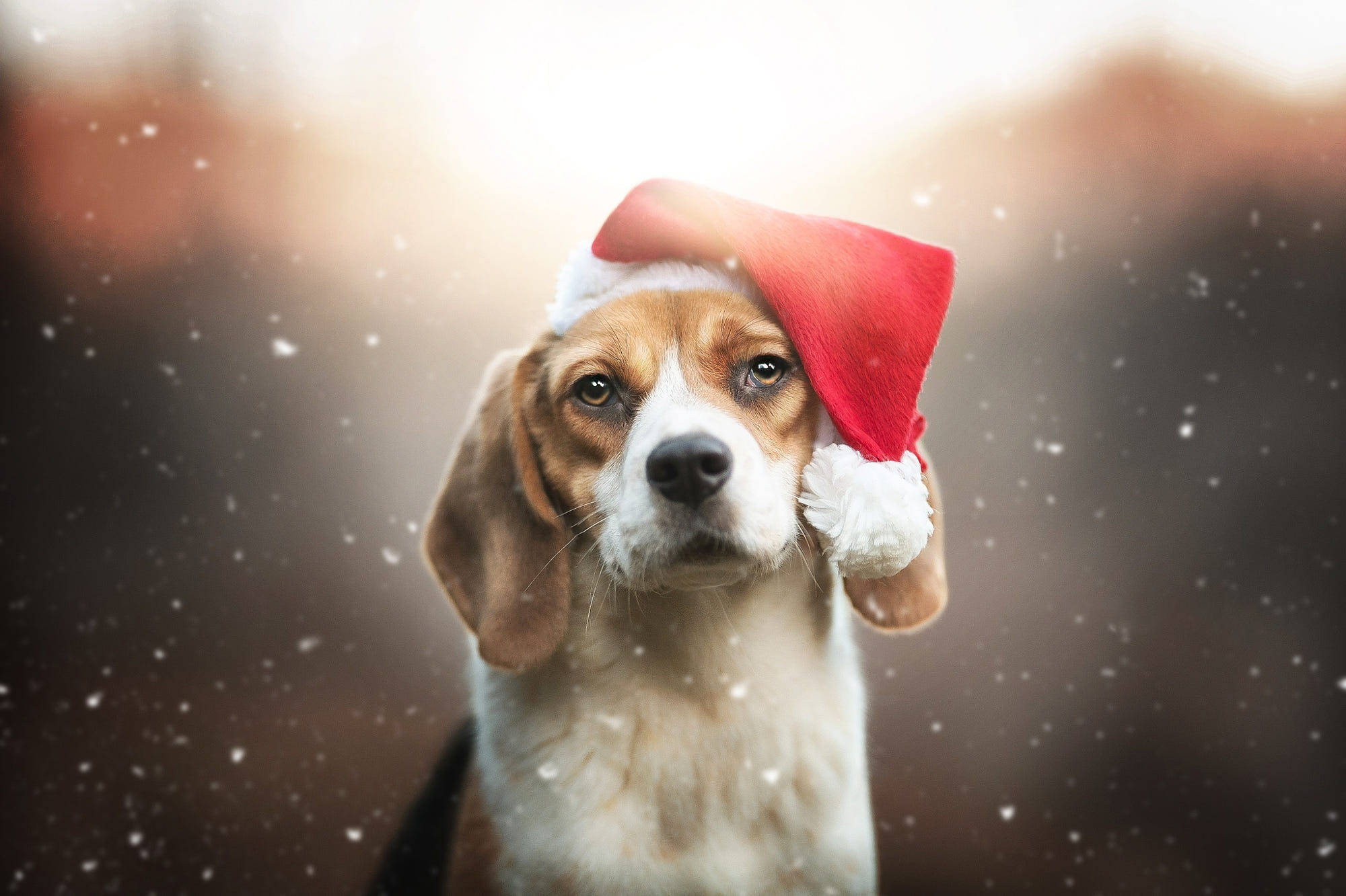 Beagle, Santa hat, red, Full HD Desktop Wallpaper