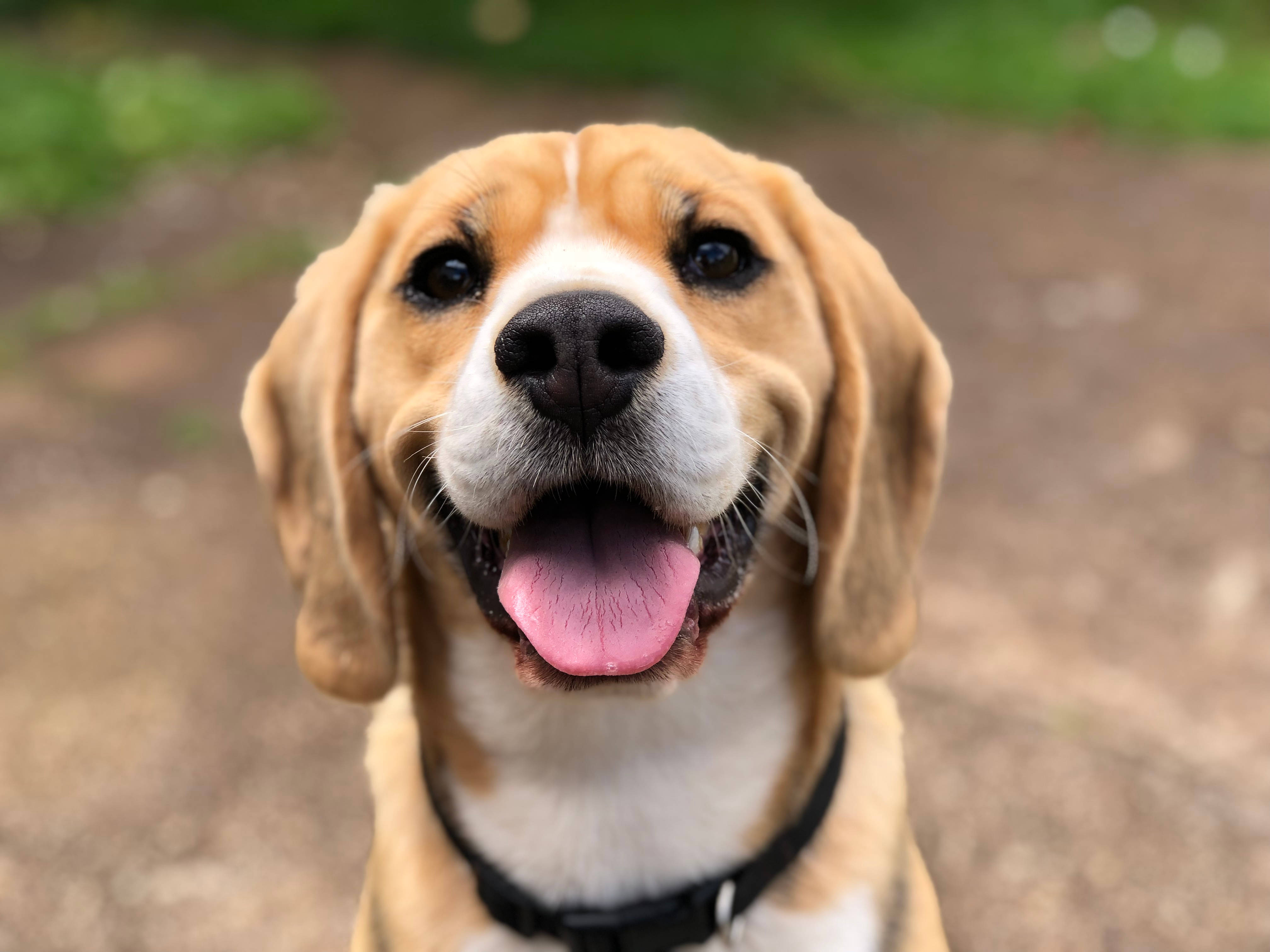 Beagle, floppy ears, pink tongue, 4K Desktop Wallpaper