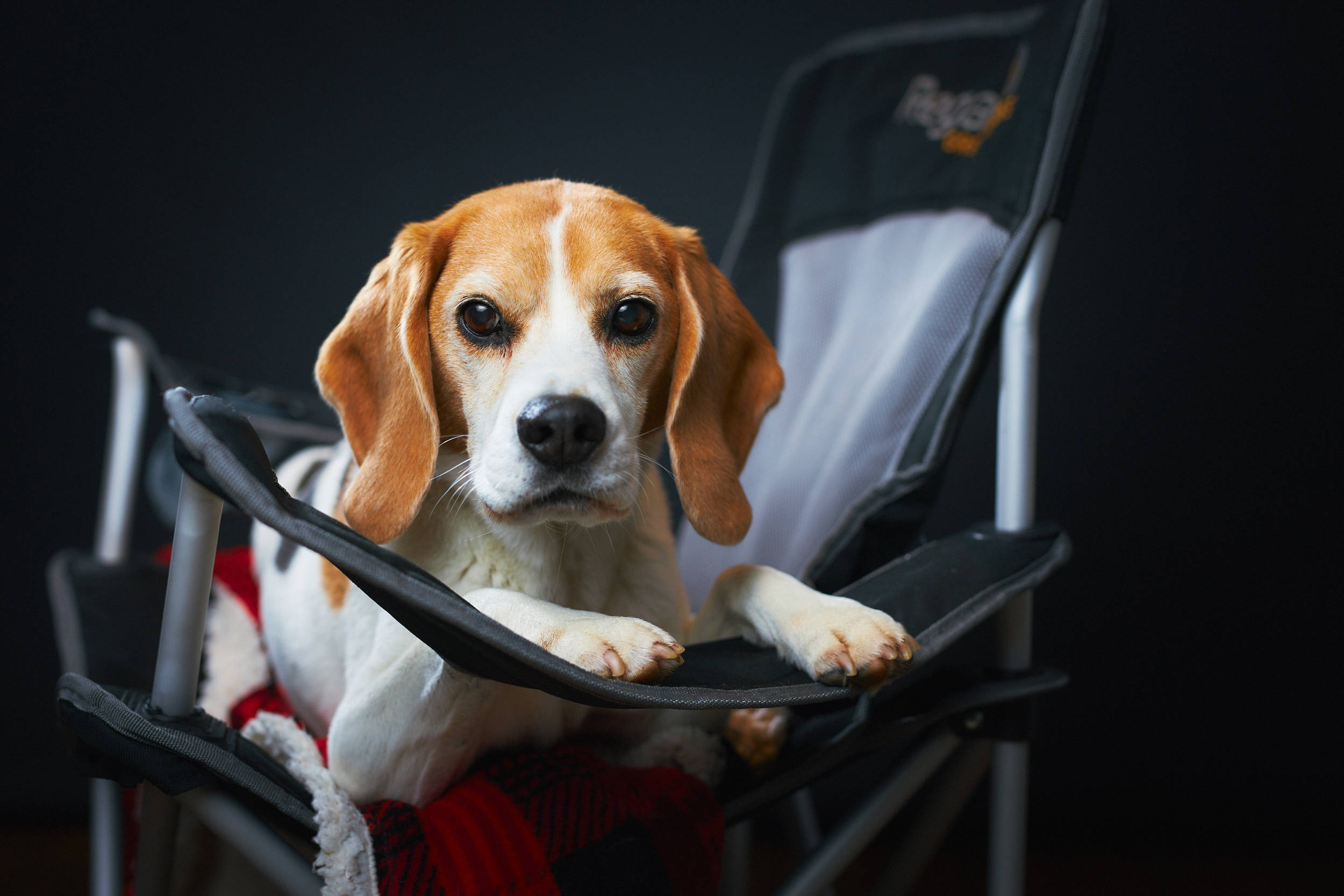 Beagle, folding chair, black camping chair, Full HD Desktop Wallpaper