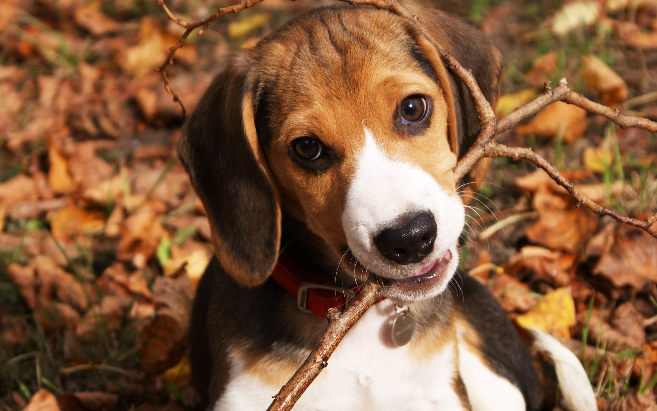 beagle pup, brown white and black fur, autumn leaves, 2K Desktop Wallpaper