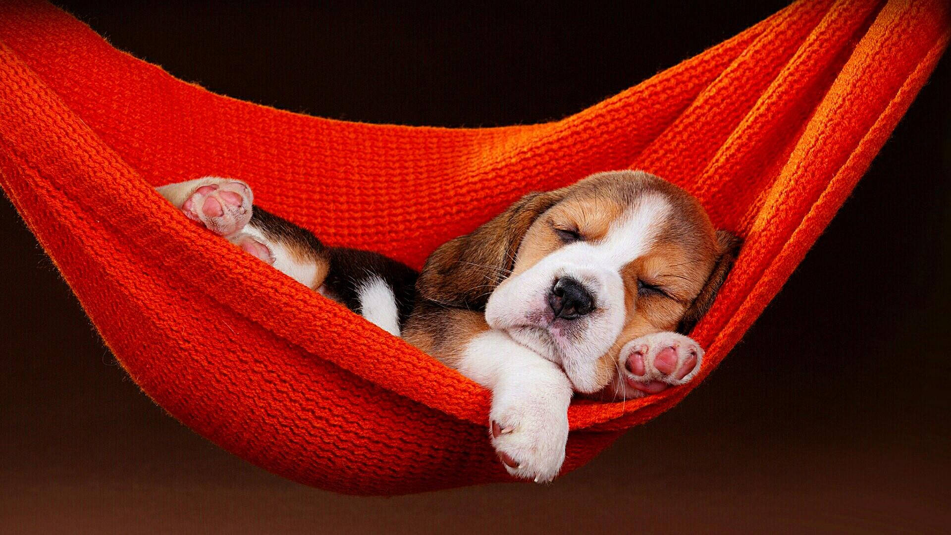 beagle puppy, bright orange knitted hammock, dark background, Full HD Desktop Wallpaper