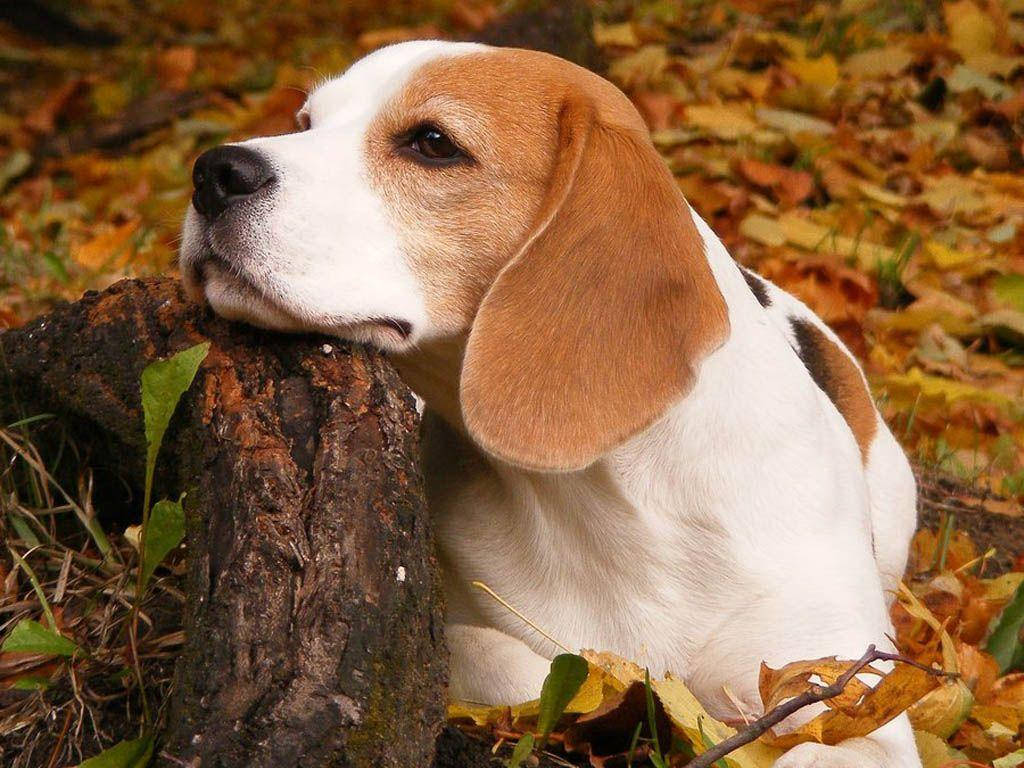 beagle, white and tan fur, mossy log, SD Desktop Wallpaper