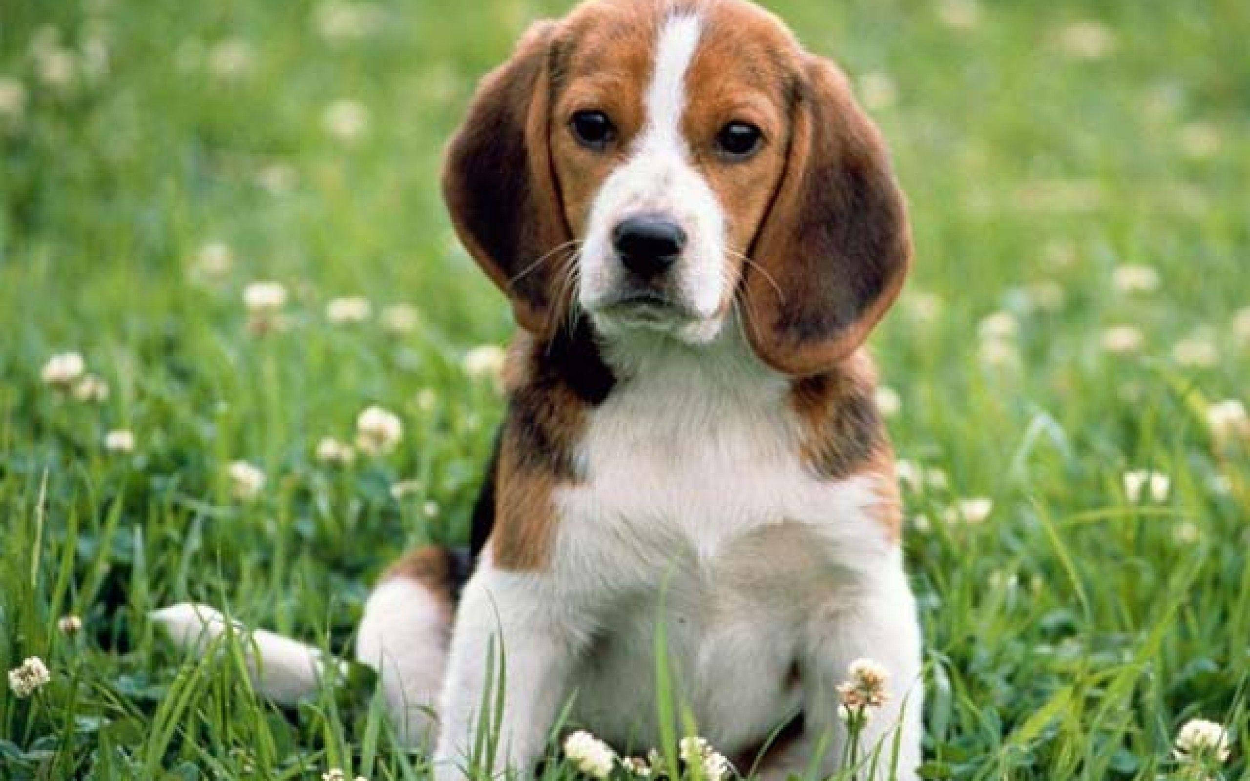 Beagle, meadow, sunlit field, 2K Desktop Wallpaper