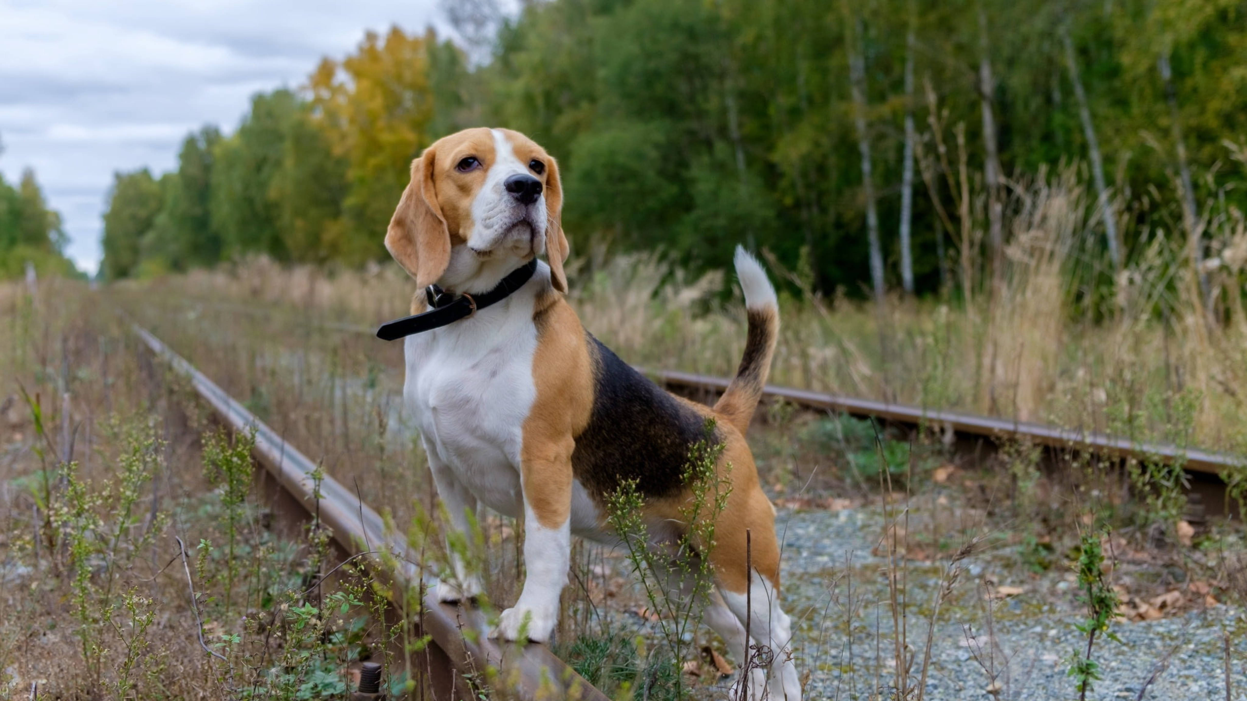Beagle, train tracks, autumn foliage, 5K Desktop Wallpaper