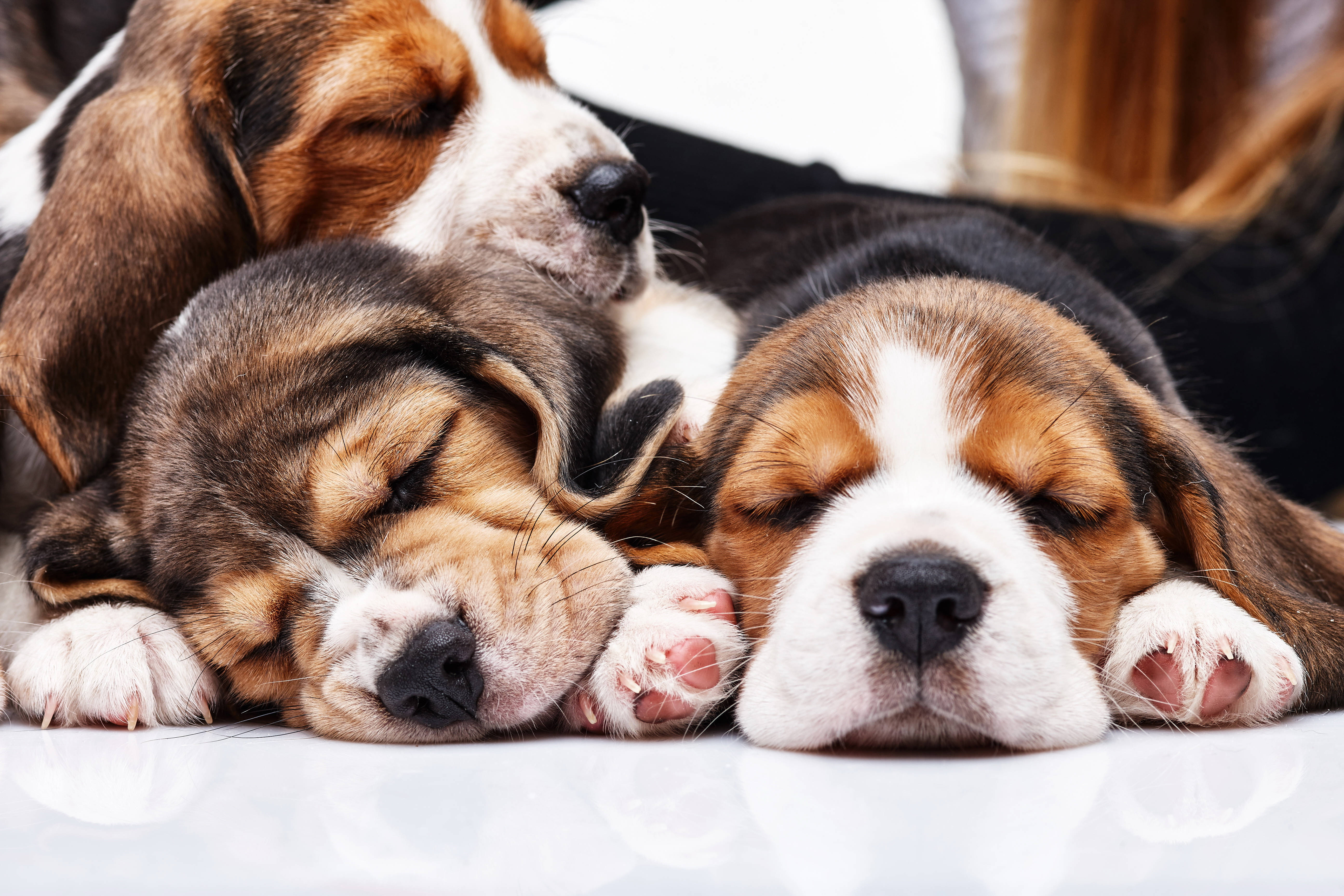 beagle puppies, white reflective floor, peaceful slumber, 5K Desktop Wallpaper