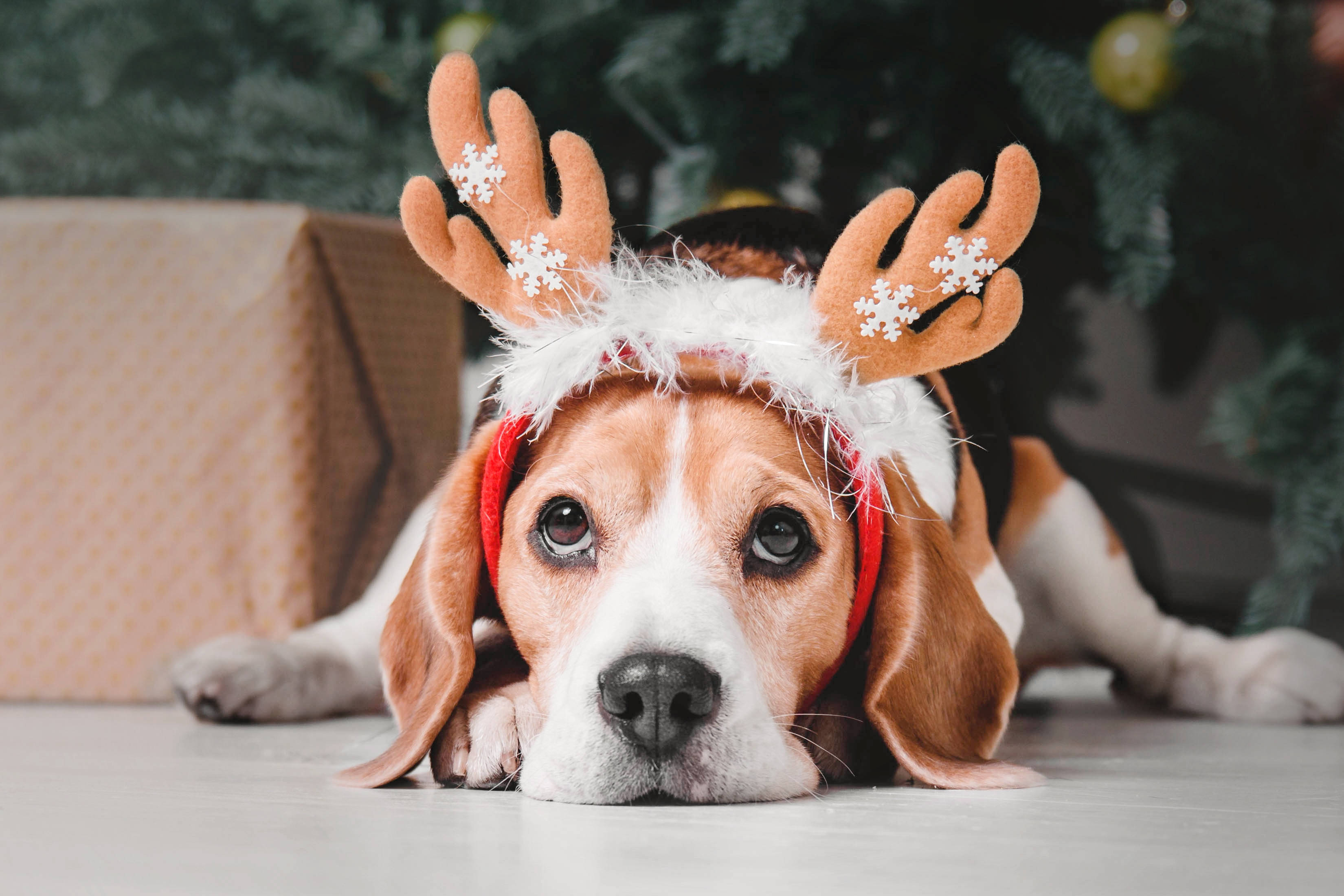 Beagle, Christmas reindeer ears, Christmas tree, 2K Desktop Wallpaper