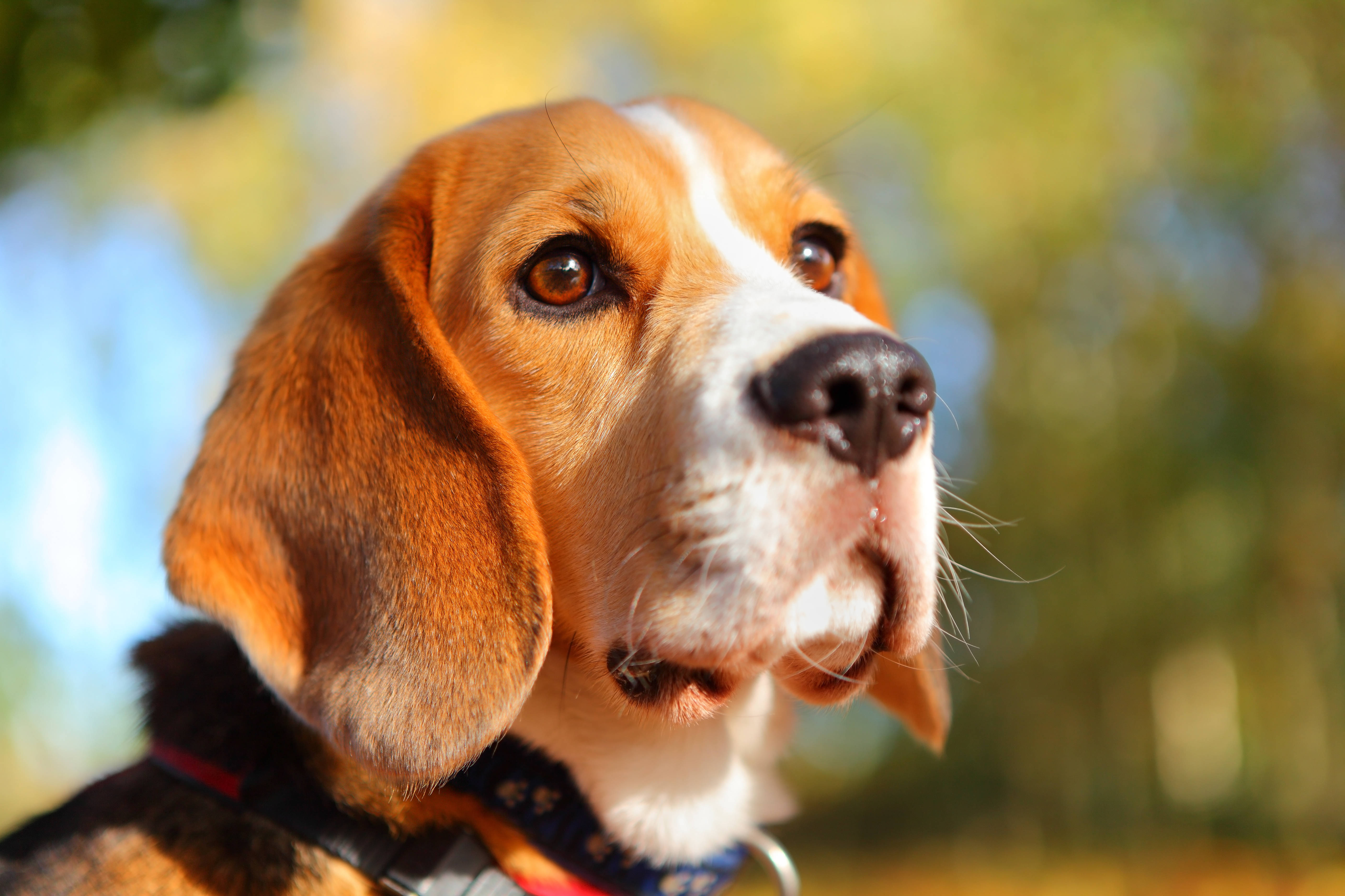 Beagle, warm brown eyes, floppy ears, 5K Desktop Wallpaper