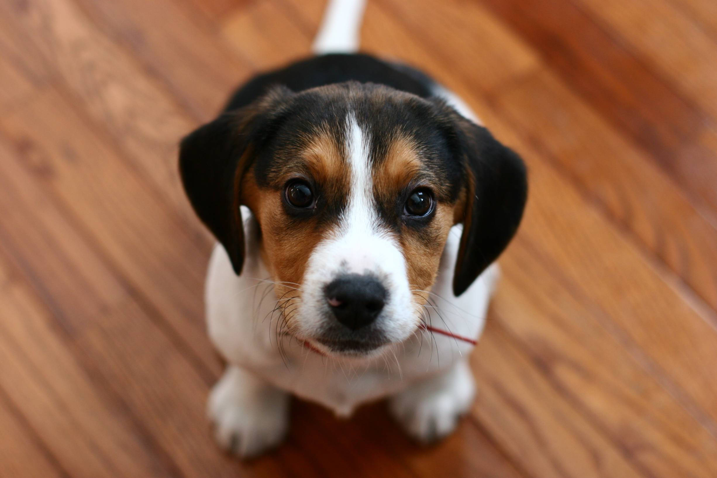 beagle, brown black and white fur, big dark eyes, Full HD Desktop Wallpaper