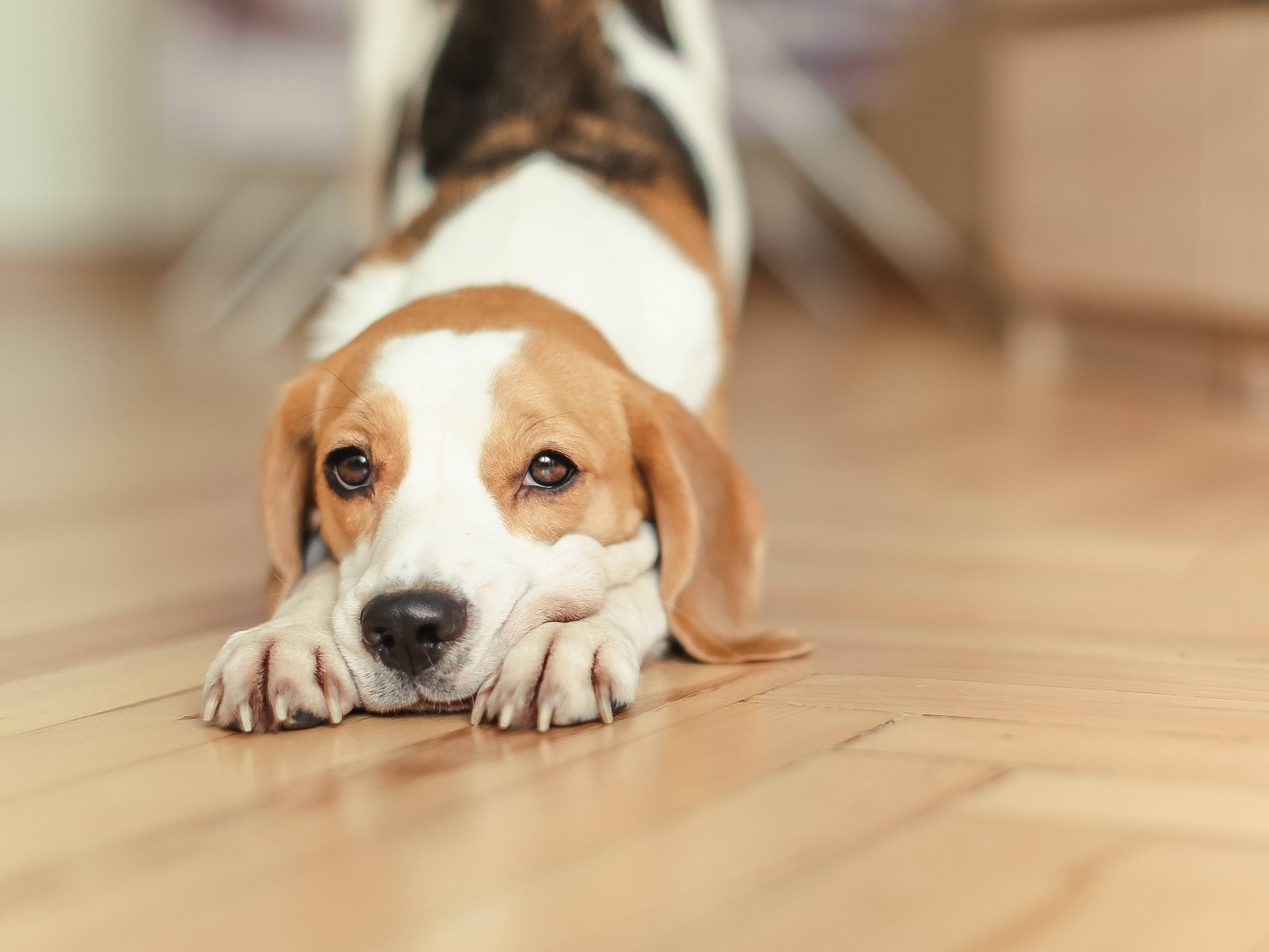 beagle puppy, warm wooden floor, soft focus background, 4K Desktop Wallpaper