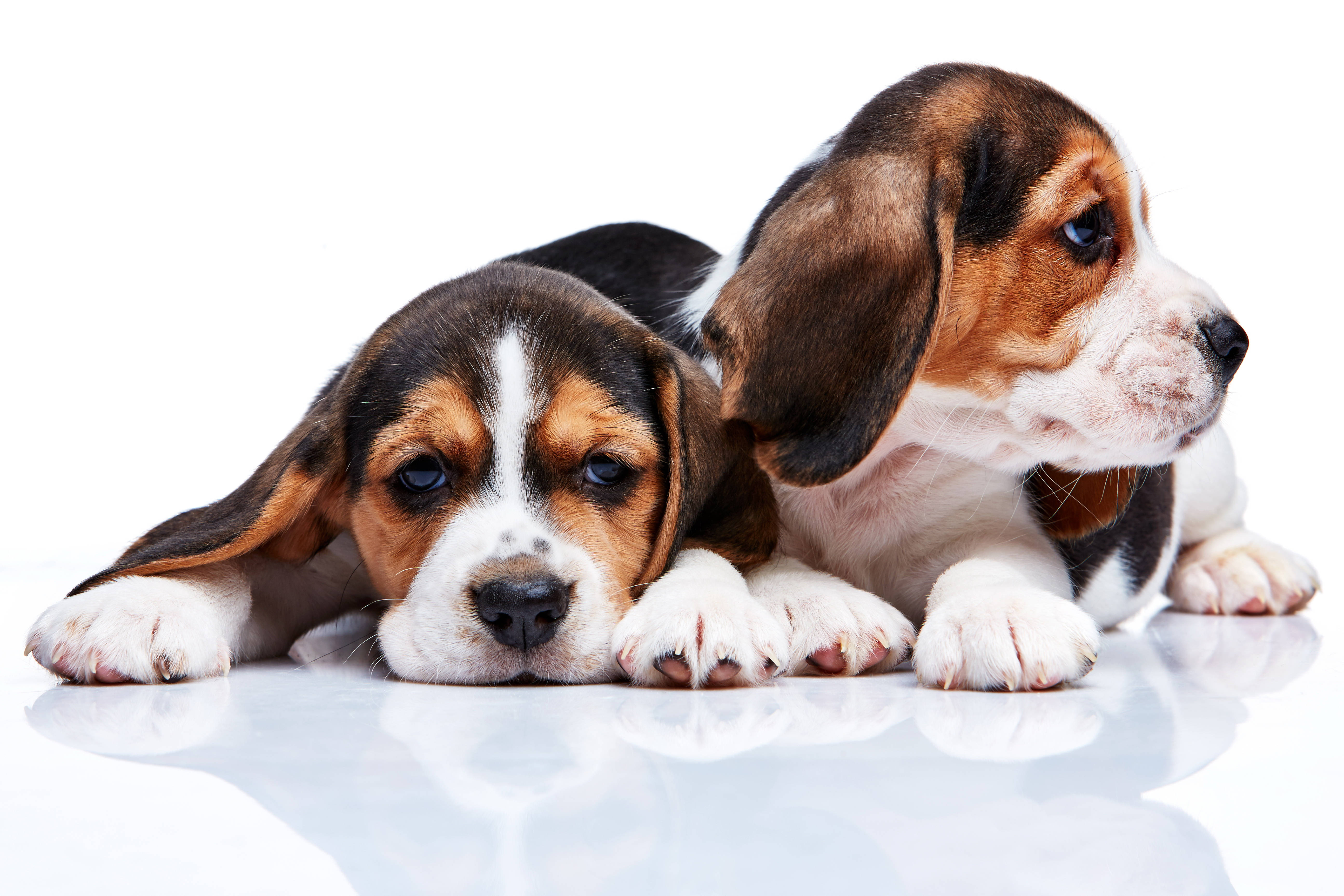 beagle puppies, floppy ears, reflective white surface, 5K Desktop Wallpaper