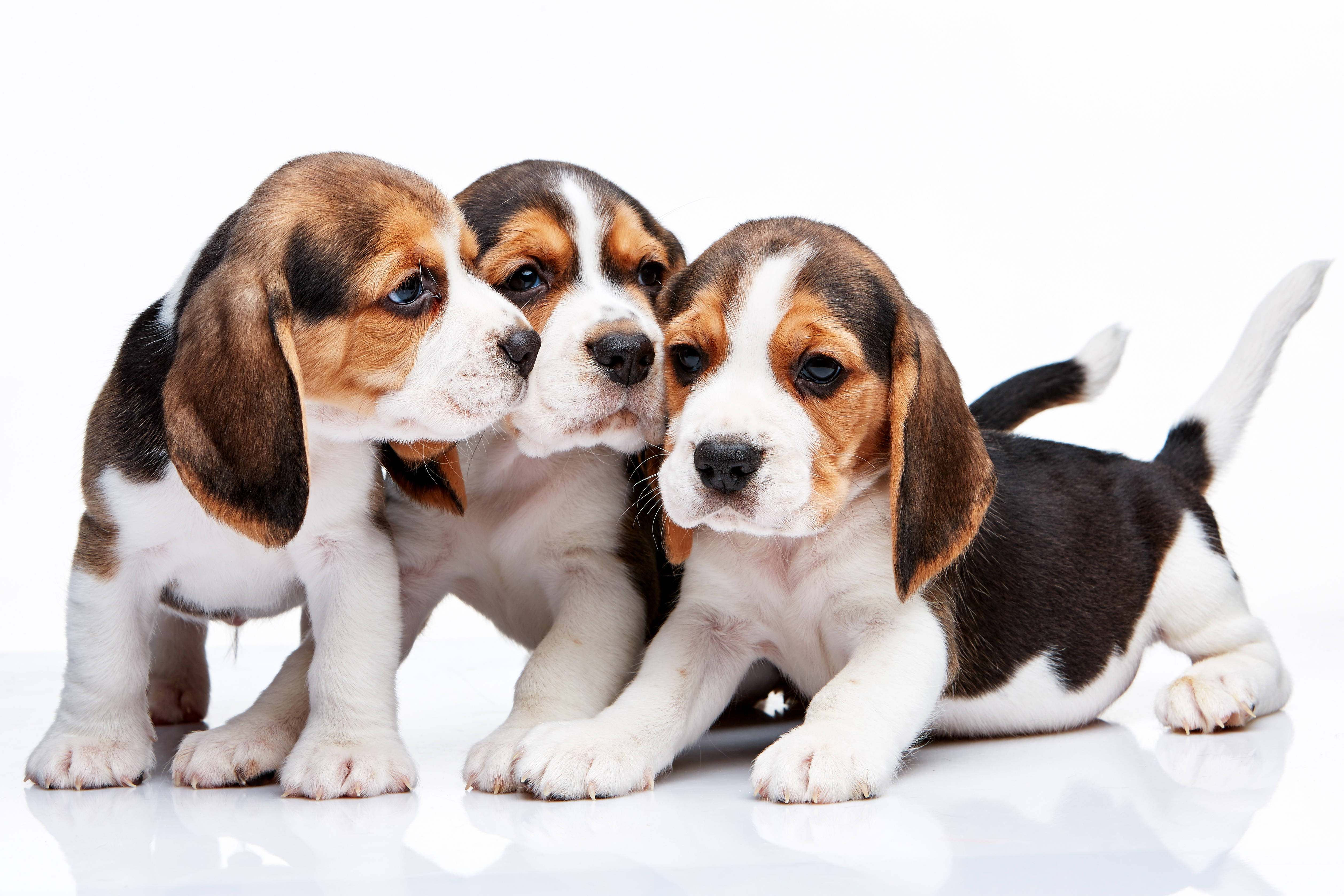 beagle puppies, tricolor coats, floppy ears, 4K Desktop Wallpaper