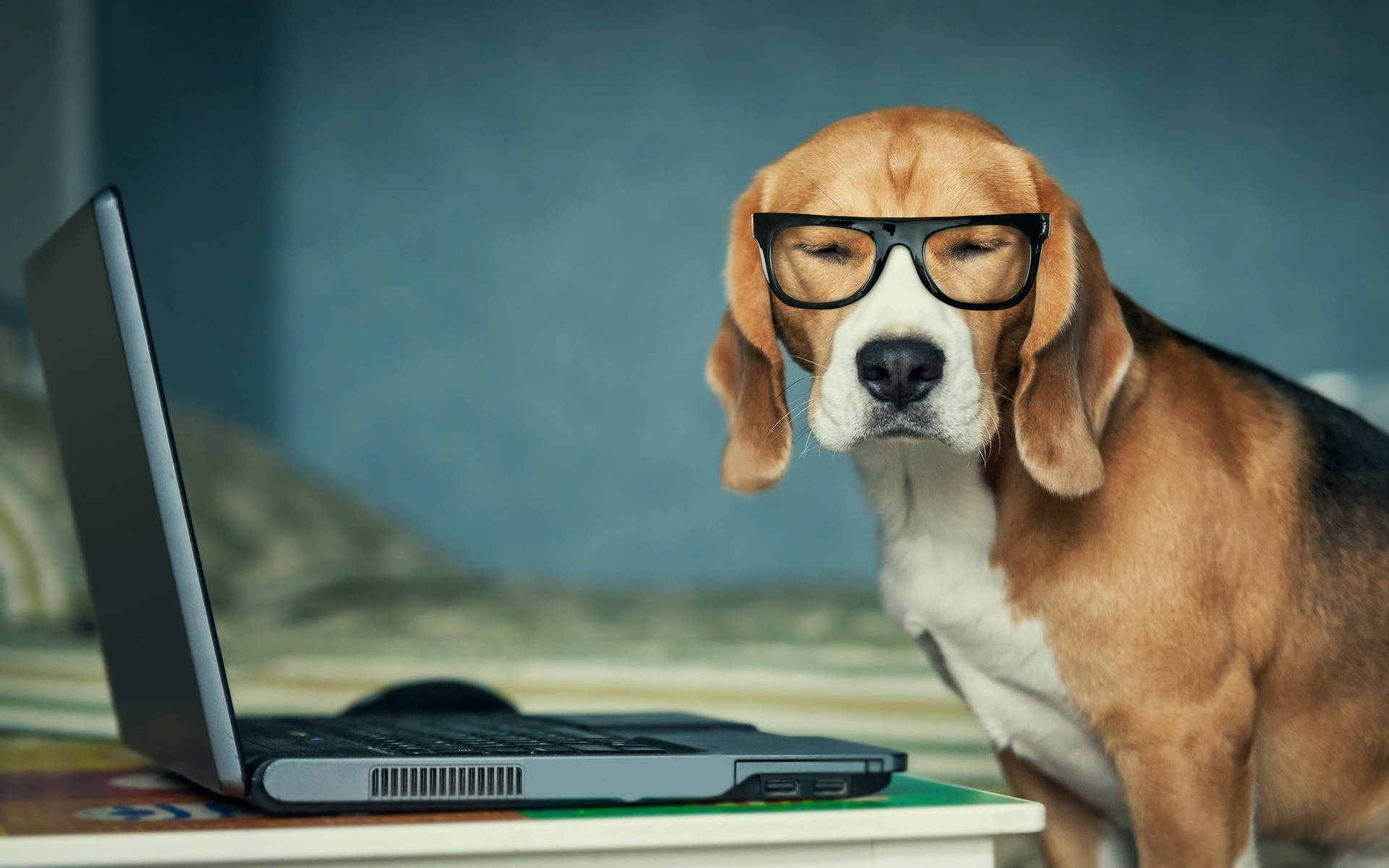 Beagle, black glasses, laptop, Full HD Desktop Wallpaper