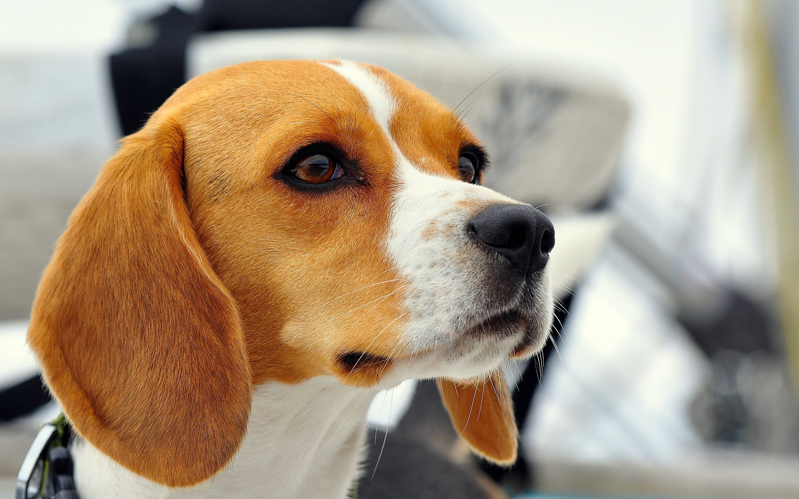 beagle, warm brown and white fur, gazing thoughtfully to the side, 2K Desktop Wallpaper