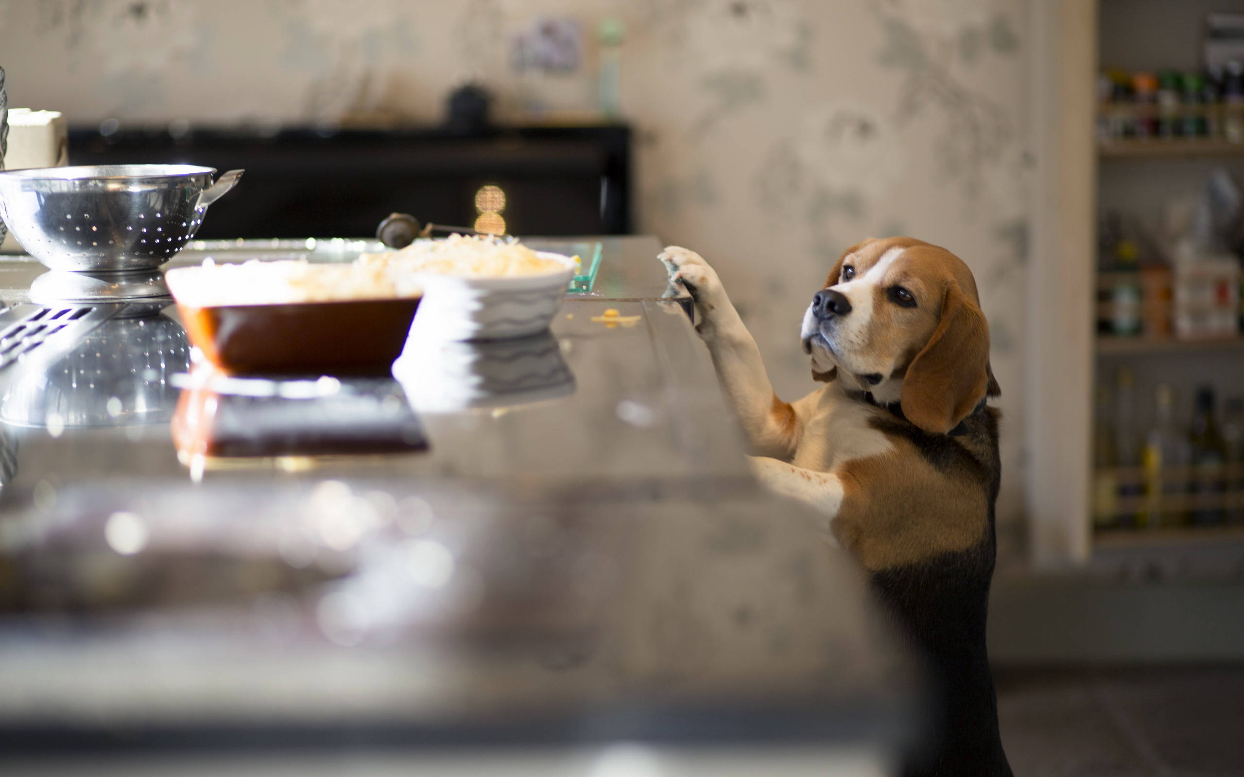 Beagle, kitchen, kitchen counter, 2K Desktop Wallpaper